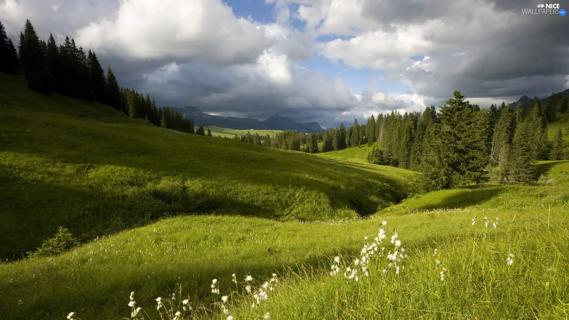 forest, nature, clouds, Meadow