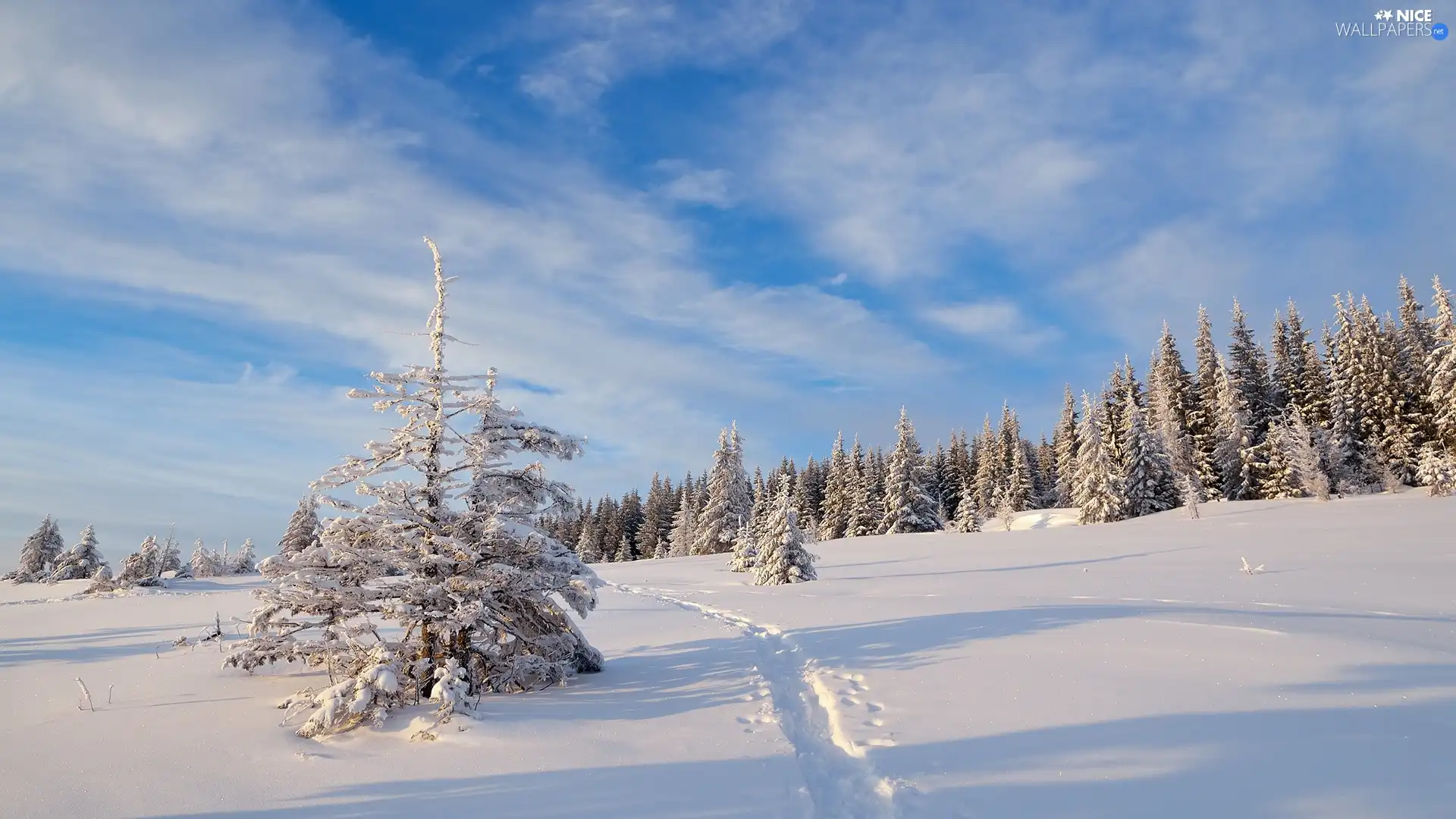 Spruces, winter, Path, clouds, snow, forest