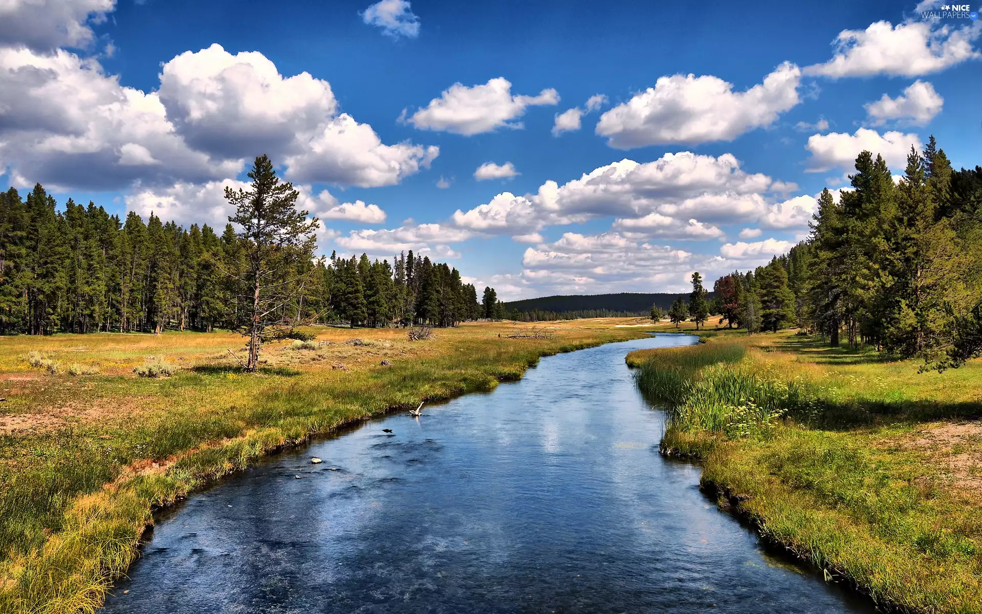 White, clouds, forest, Meadow, River