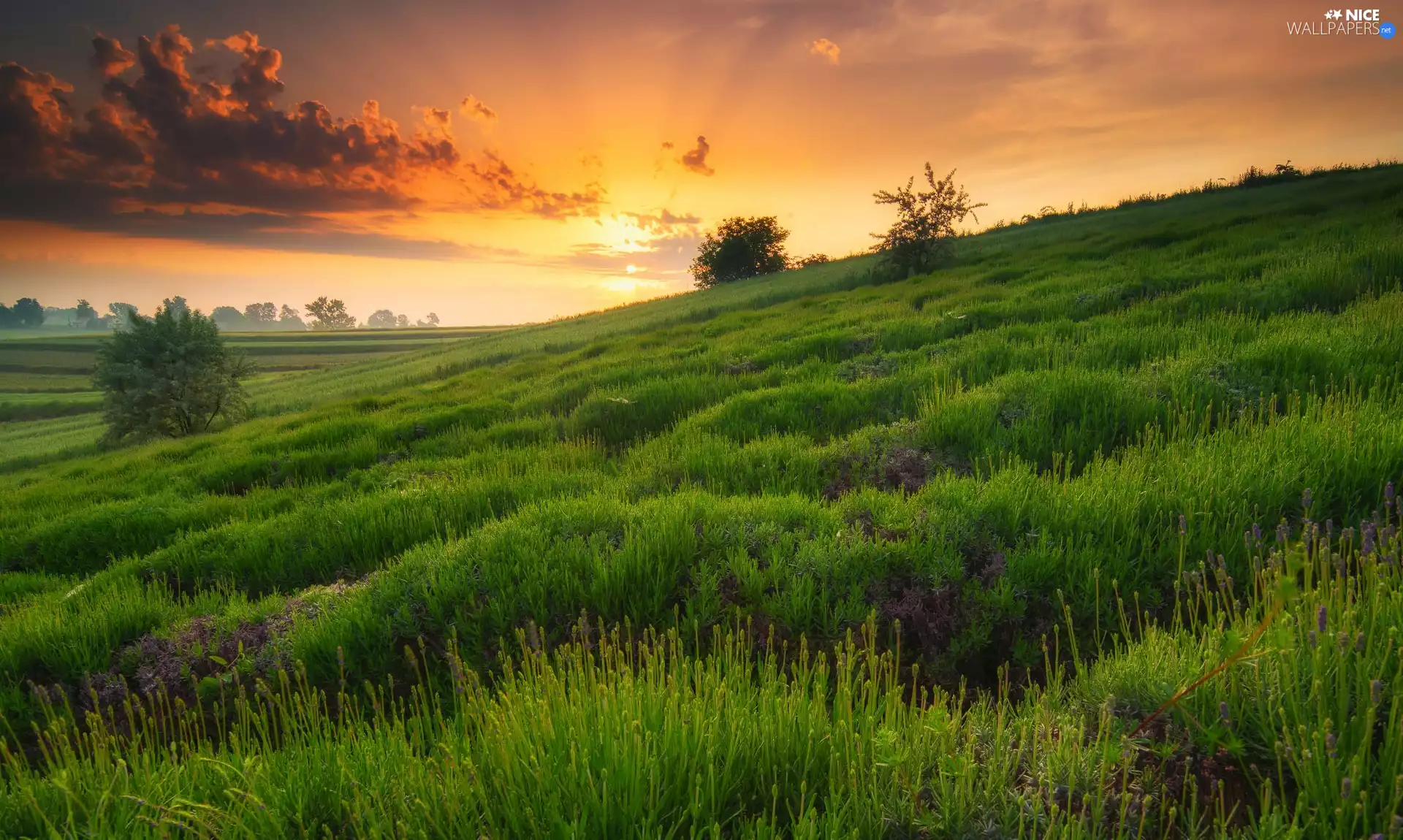 trees, Green, Great Sunsets, grass, Meadow, viewes, clouds