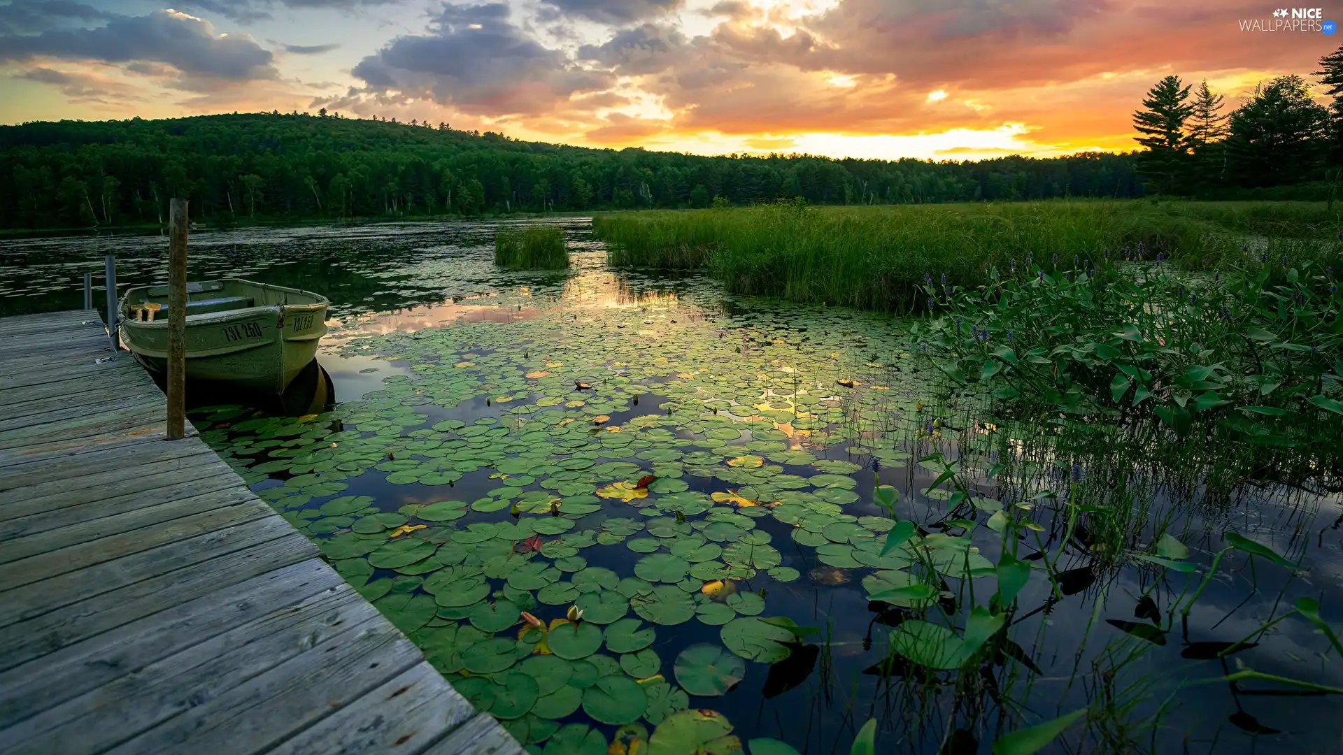 trees, Boat, Leaf, clouds, Water lilies, Platform, Pond - car, Great Sunsets, viewes, grass