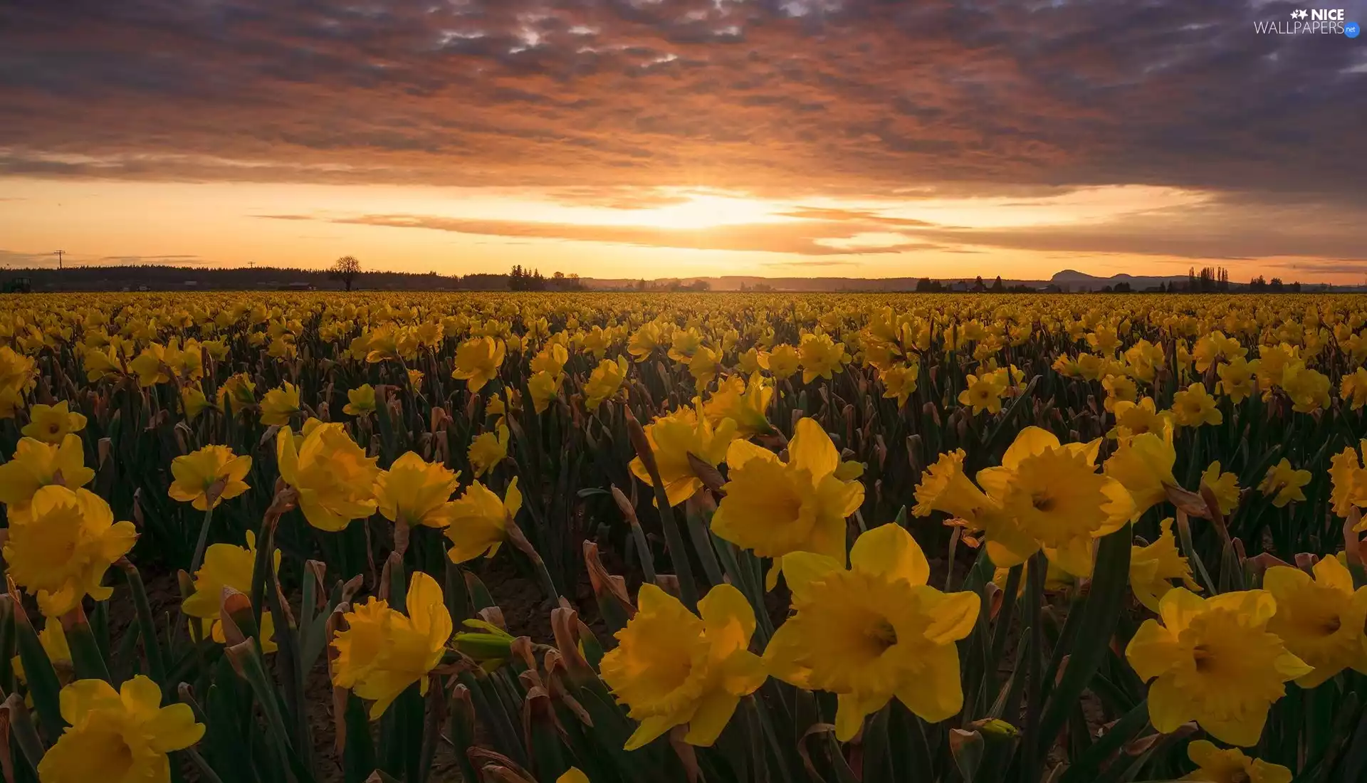 trees, Yellow, Great Sunsets, Jonquil, plantation, clouds, clouds