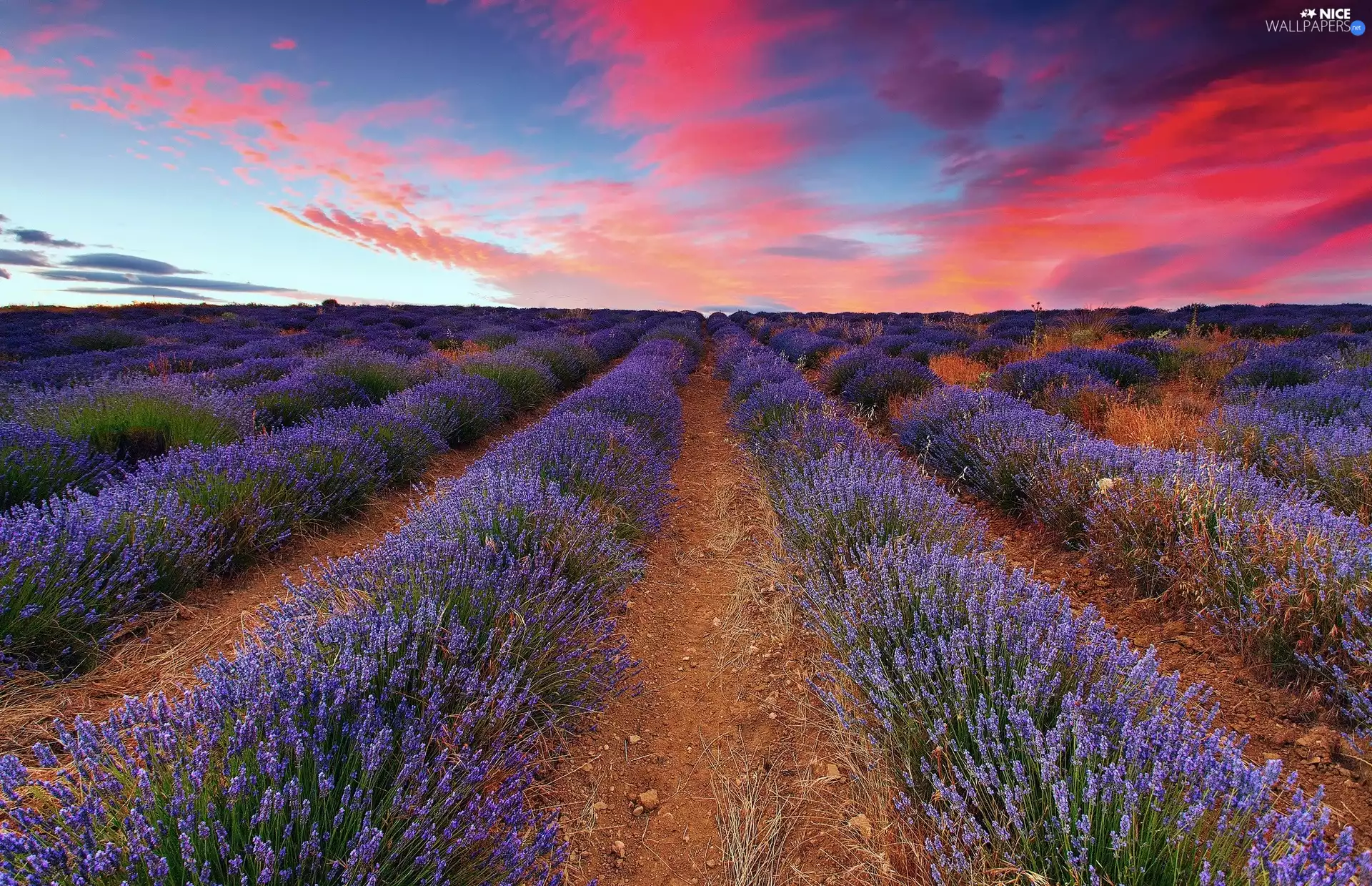 clouds, Field, lavender