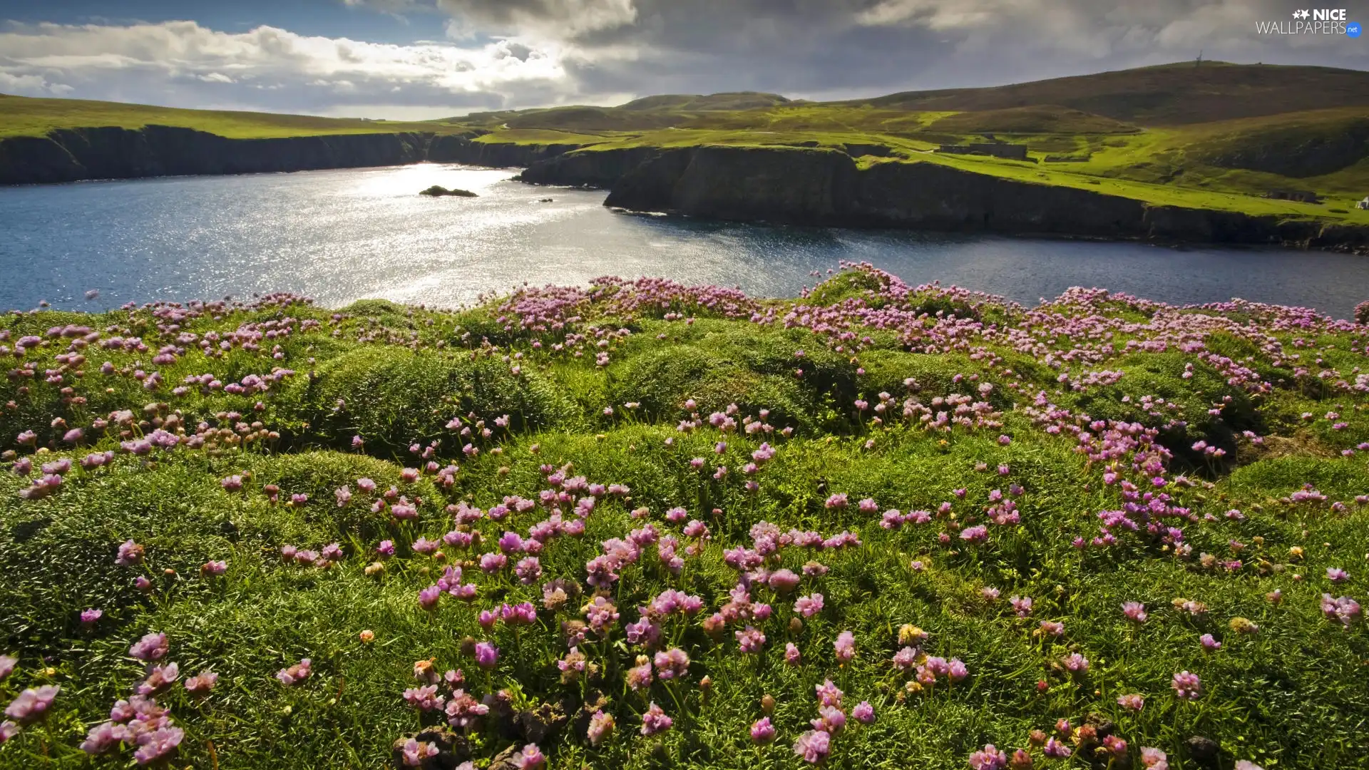 Meadow, lake, clouds, Flowers