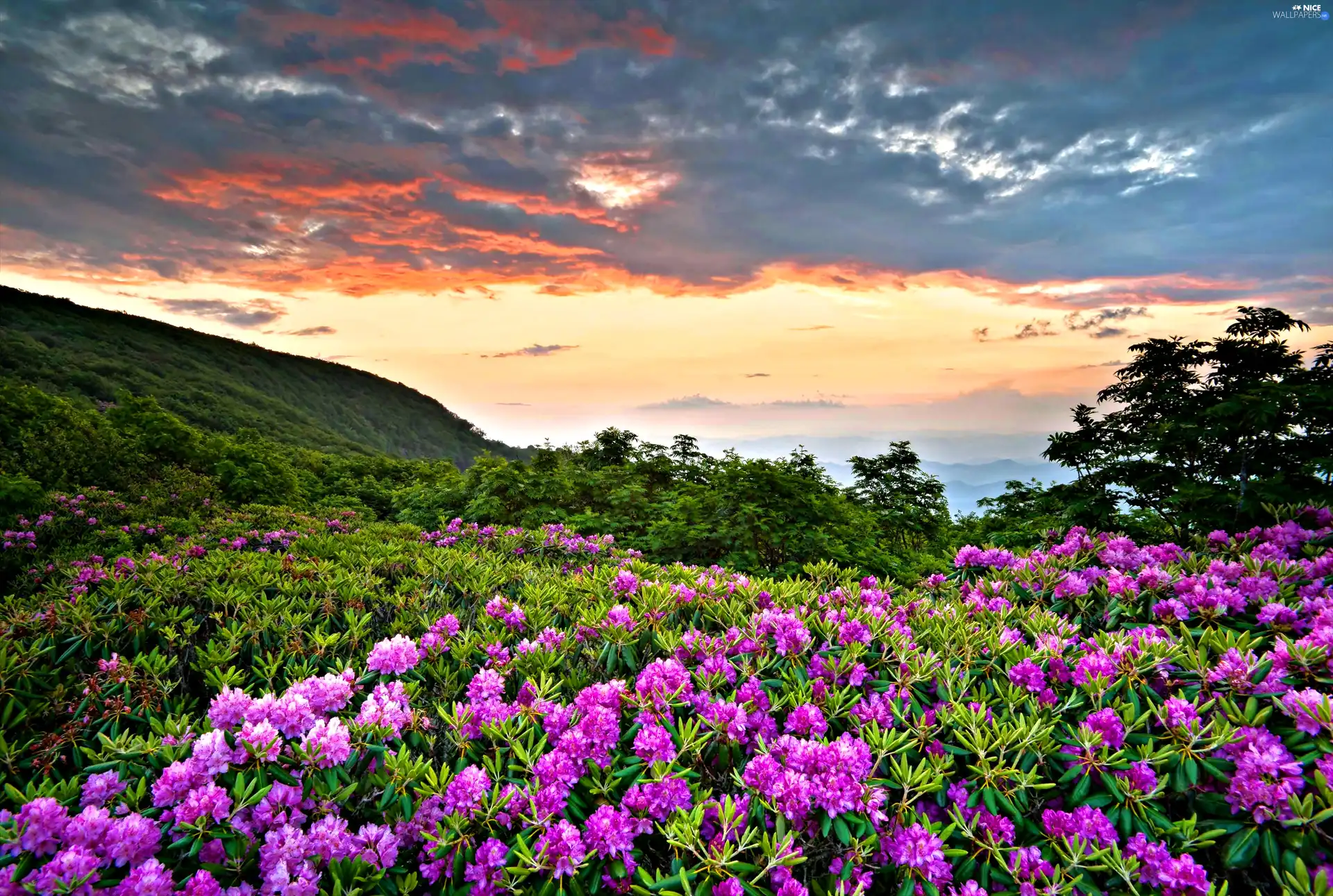 Meadow, clouds, rhododendron, Mountains