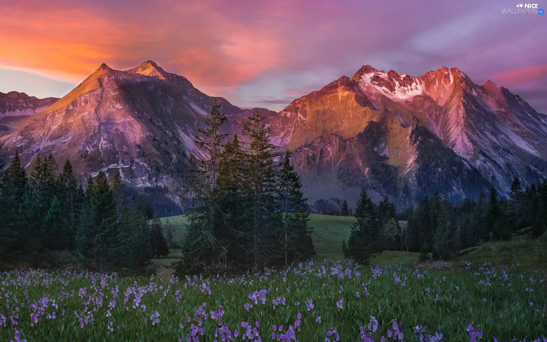 trees, Mountains, Meadow, clouds, Sunrise, viewes, Flowers