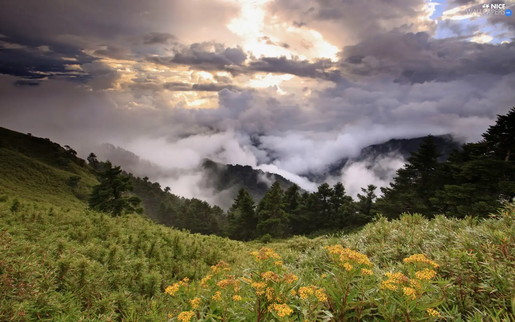 clouds, Meadow, woods, Fog, Mountains