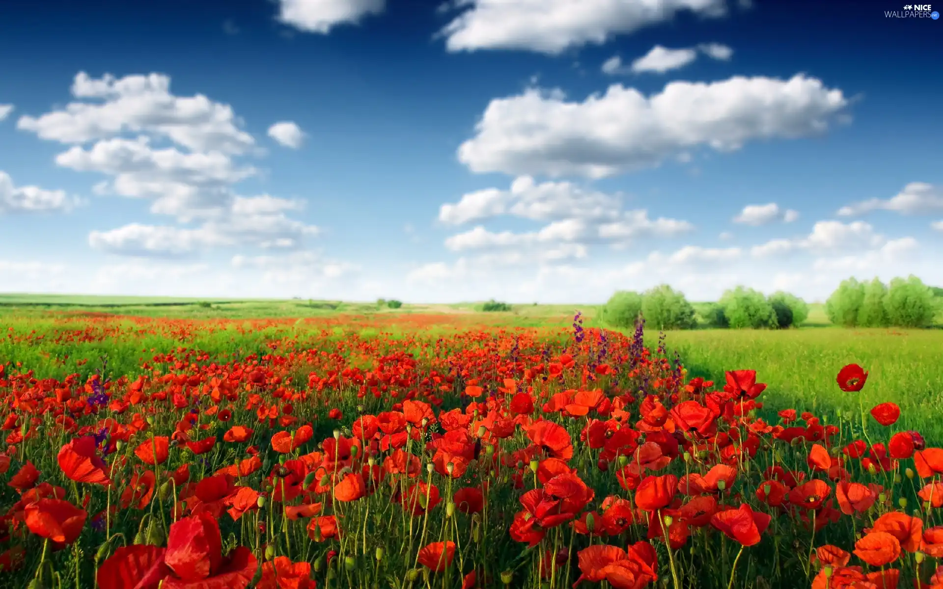 clouds, papavers, Meadow