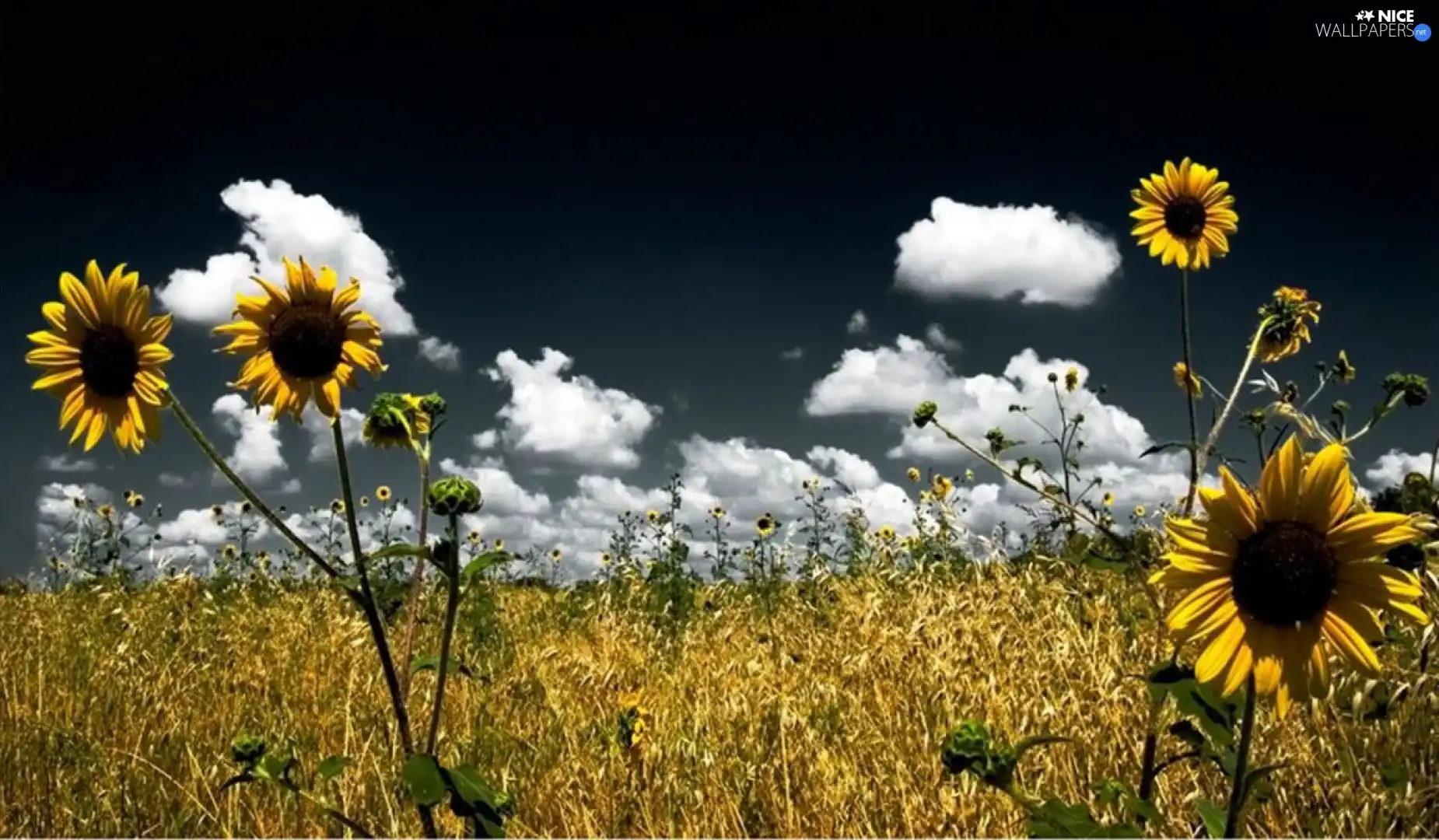 Flowers, Meadow, clouds, Nice sunflowers