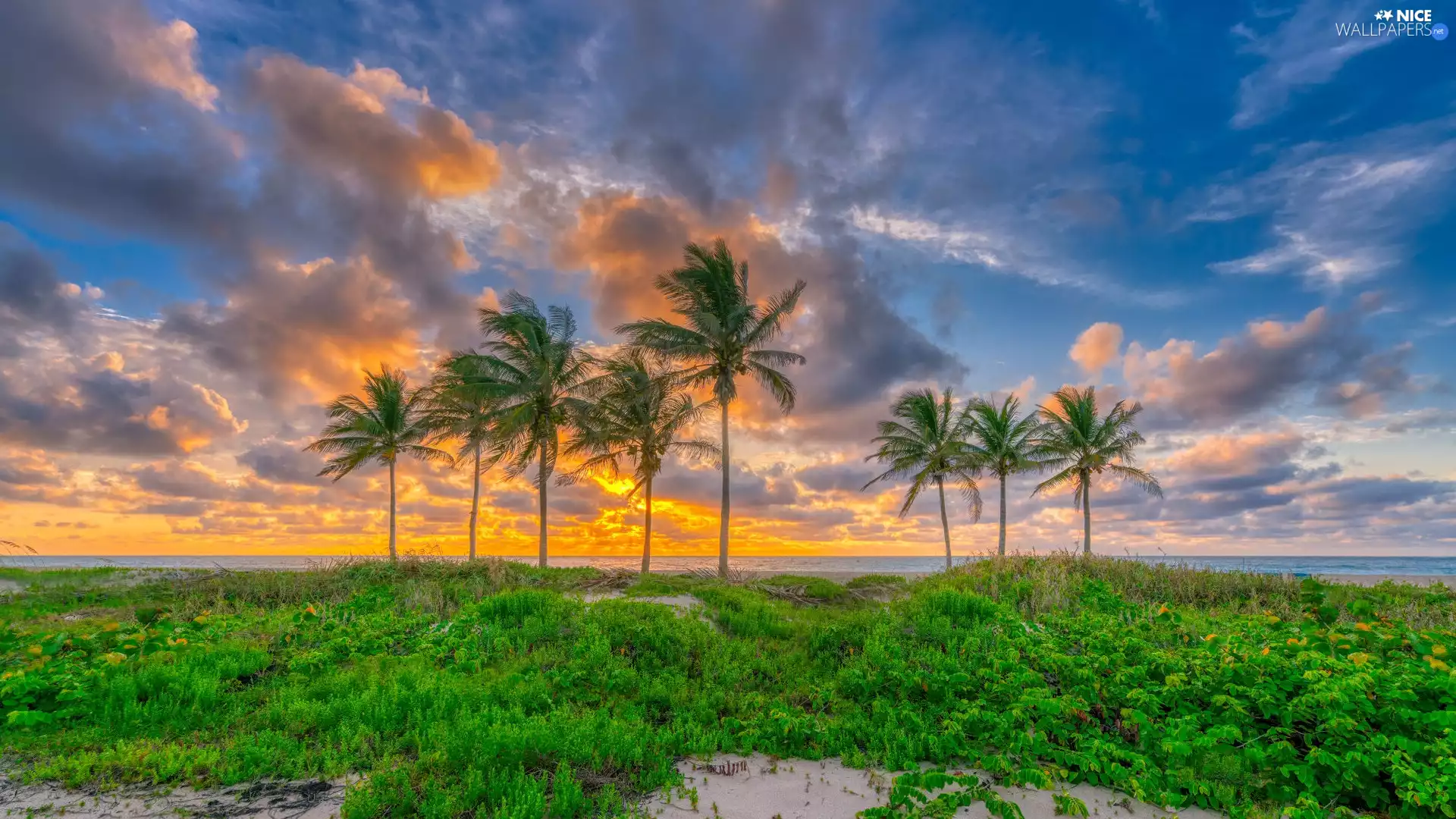 Sunrise, clouds, Palms, VEGETATION, sea