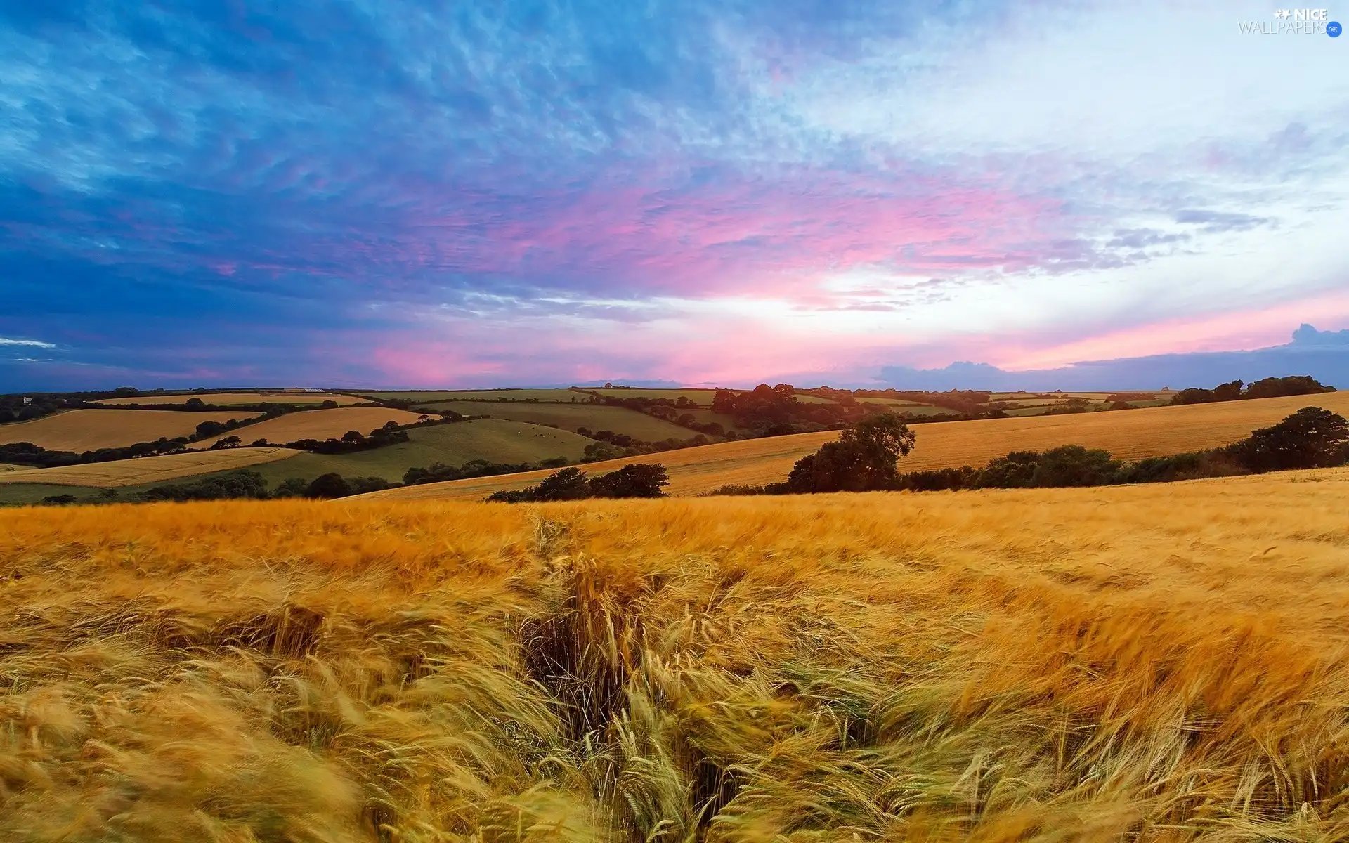 clouds, panorama, corn, medows, field