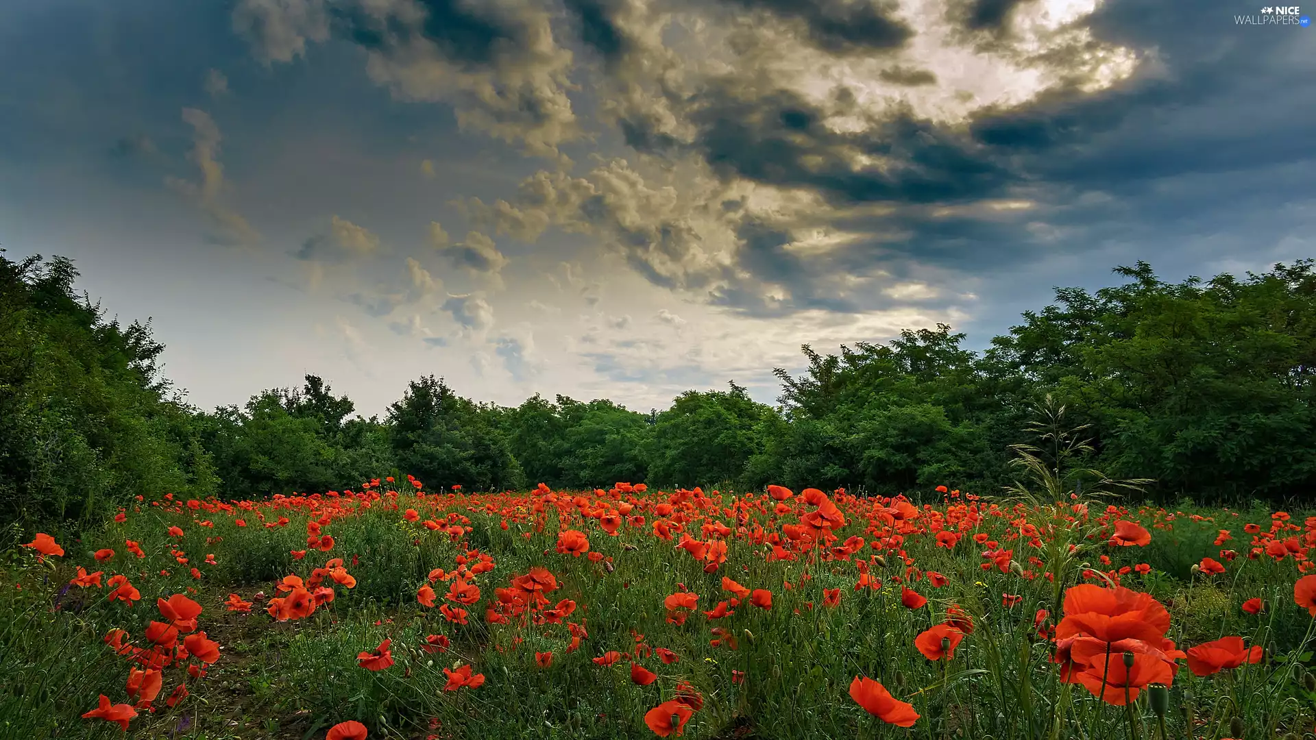 viewes, clouds, papavers, trees, Meadow