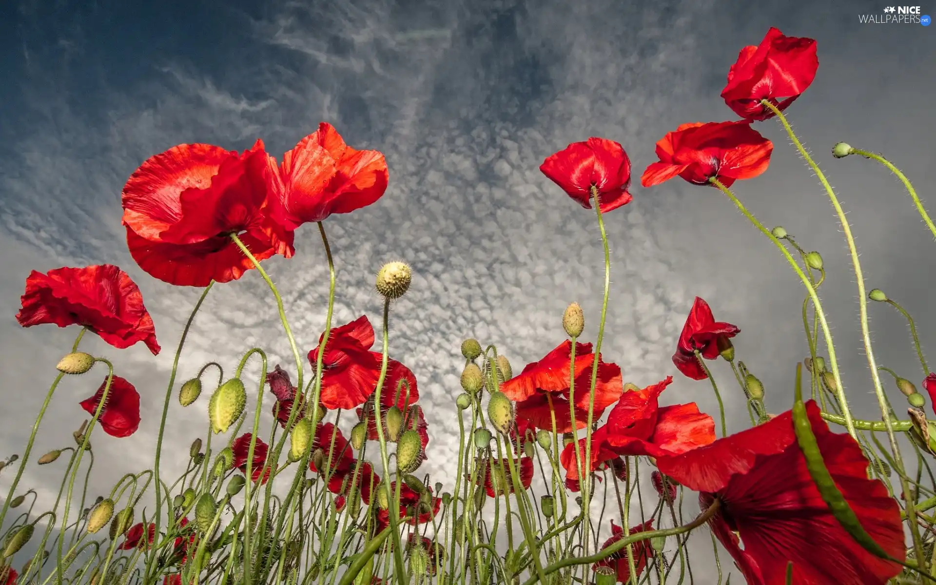 clouds, Red, papavers