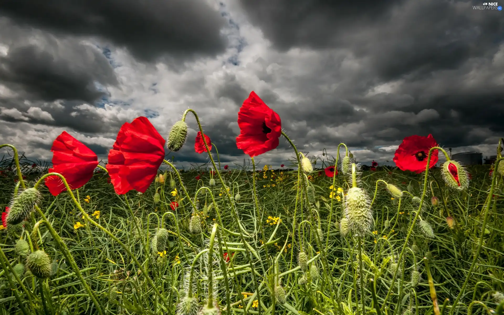 clouds, Red, papavers