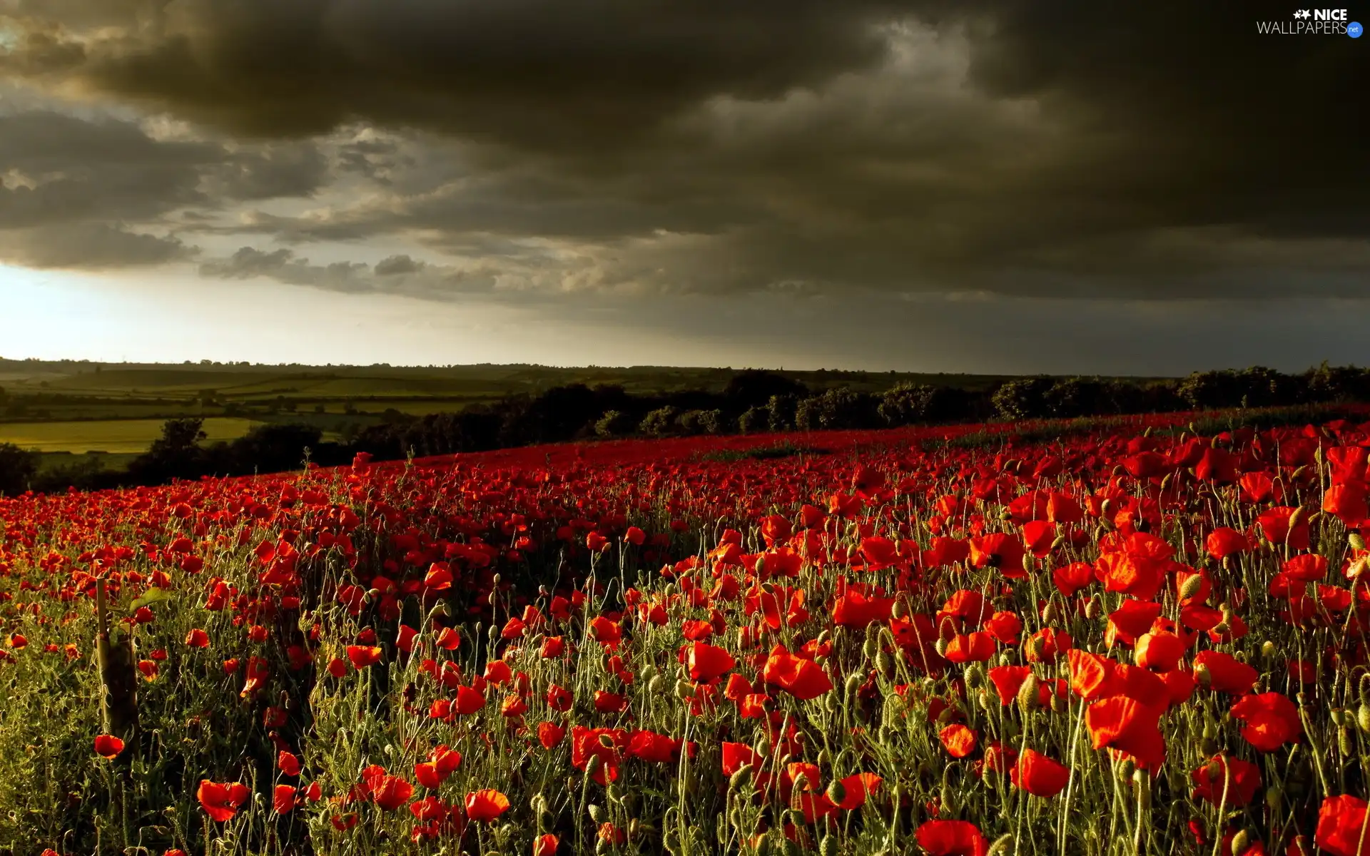 Red, cultivation, clouds, papavers