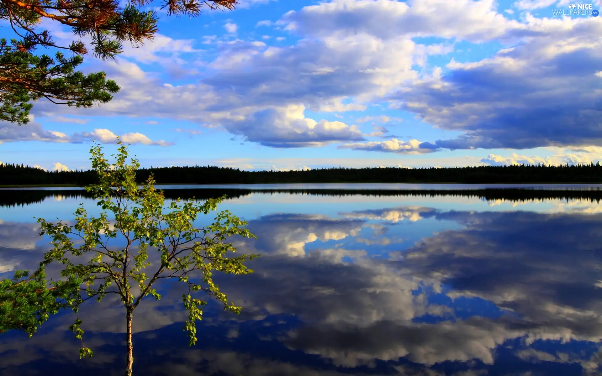 trees, Huge, clouds, reflection, viewes, lake