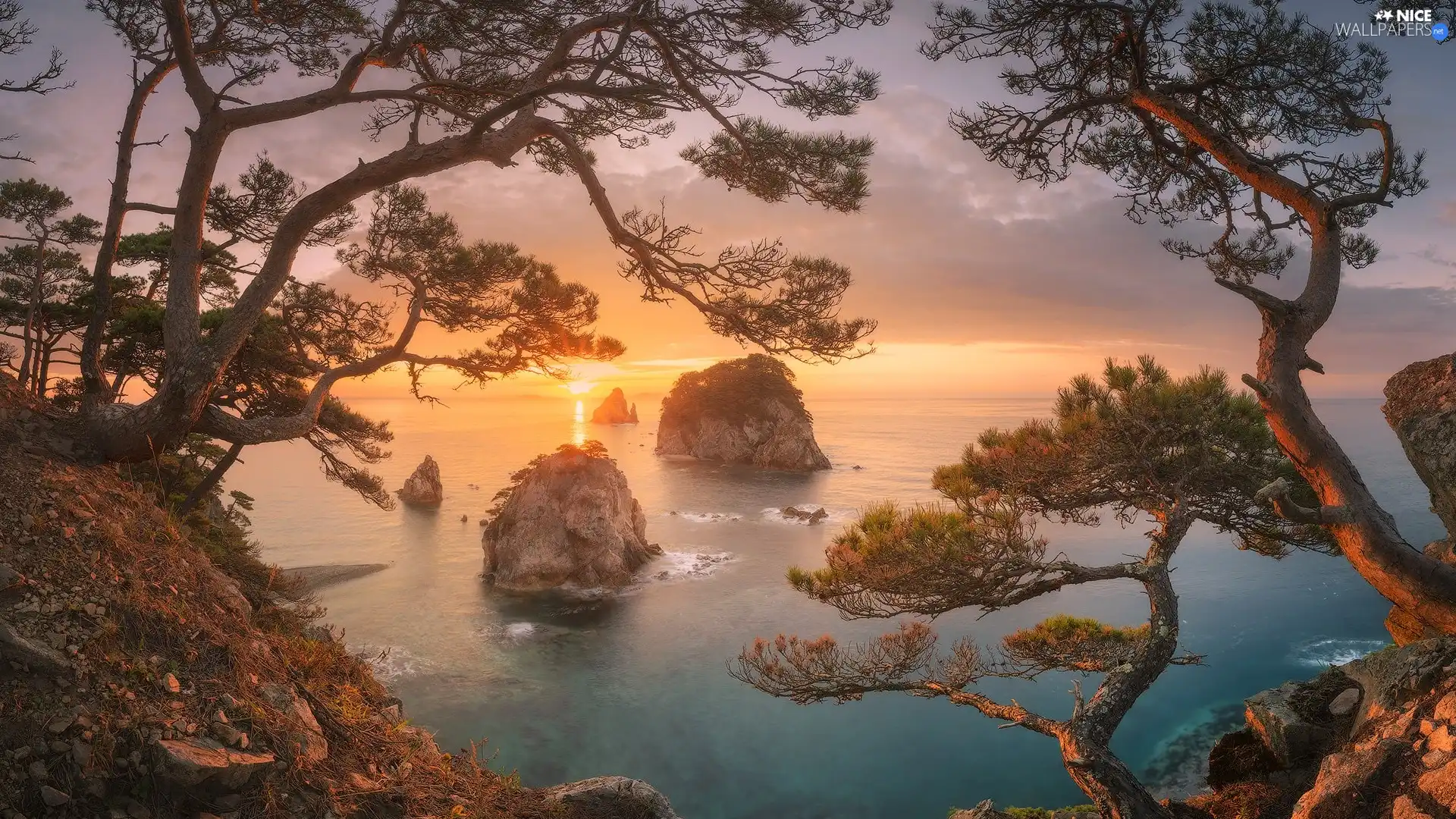 clouds, pine, Seaside, Sunrise, rocks, Japanese Sea, Russia