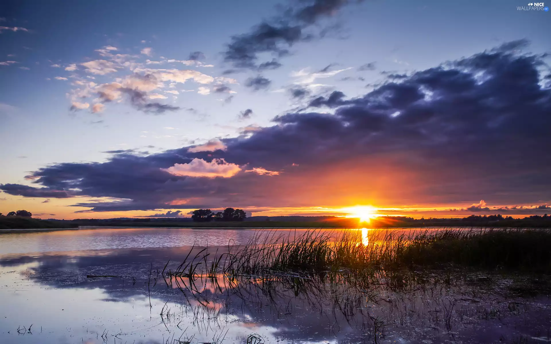 lake, clouds, rushes, Great Sunsets