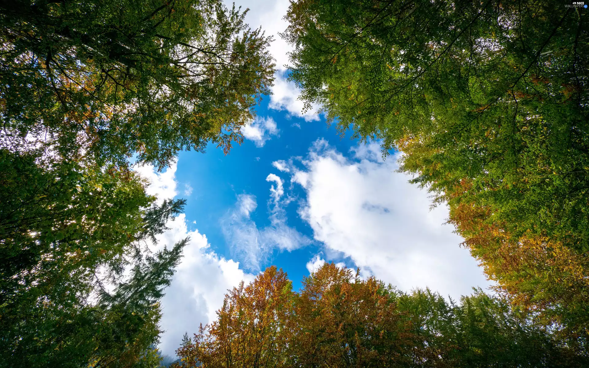vertices, trees, Sky, clouds, branch pics, viewes