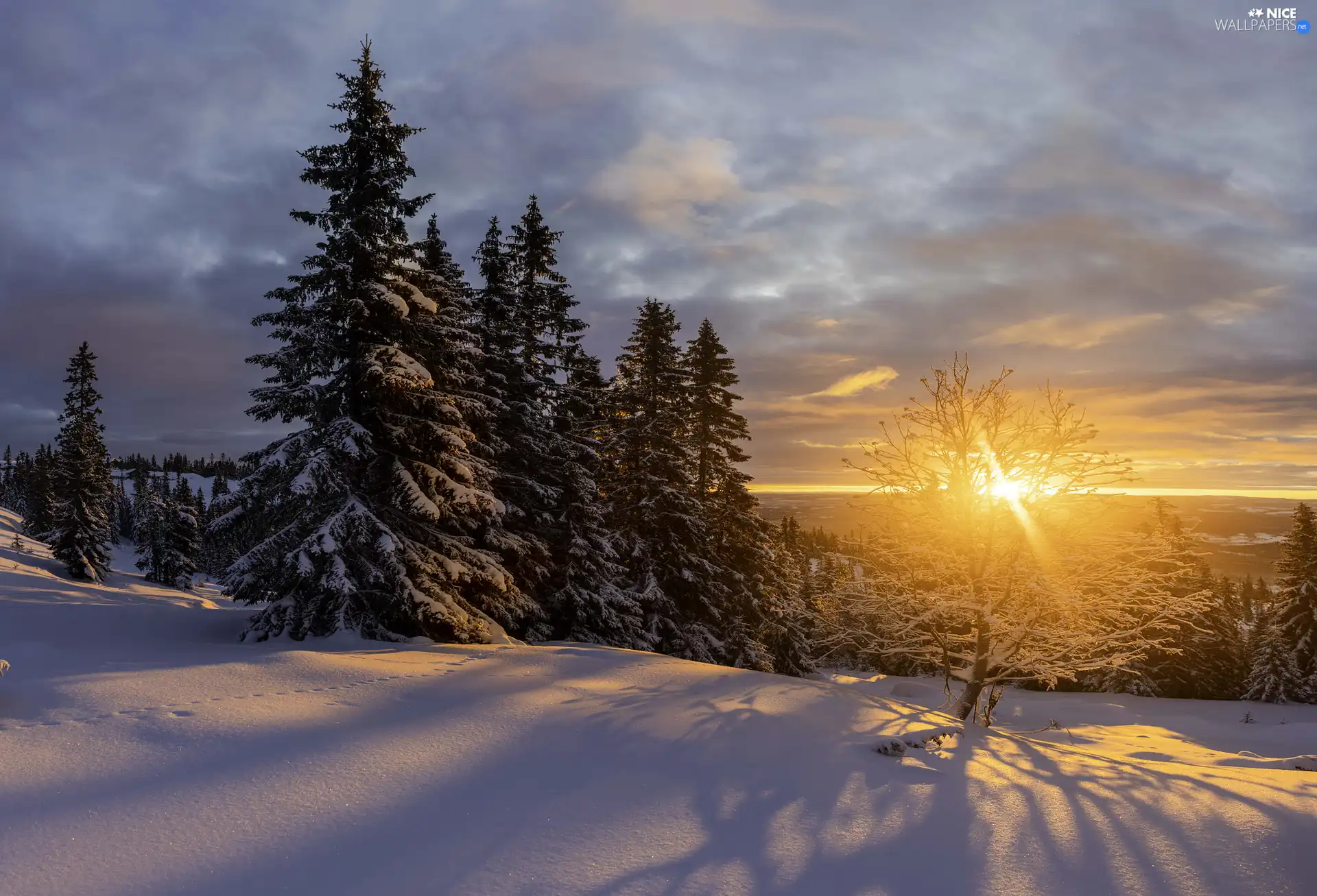 trees, winter, snow, clouds, viewes, Great Sunsets