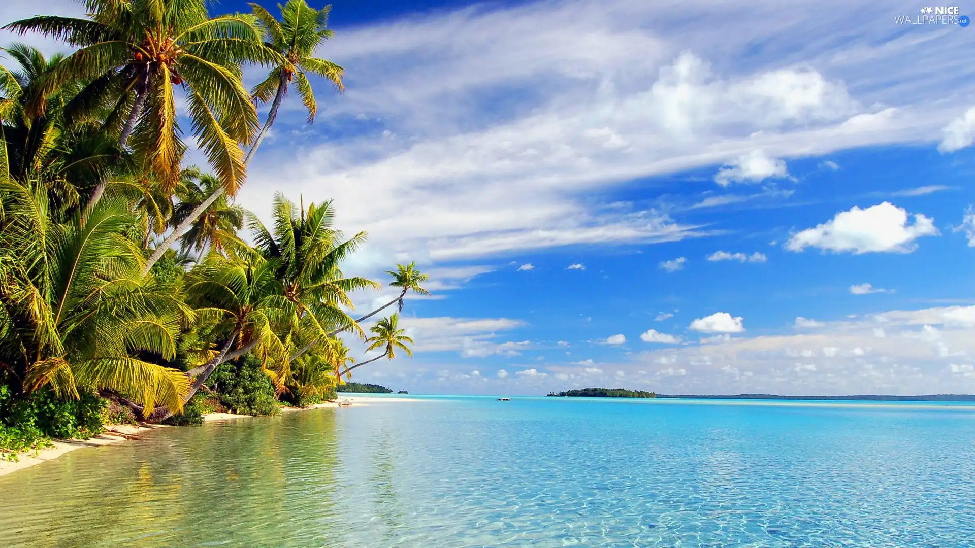 summer, Palms, clouds, water