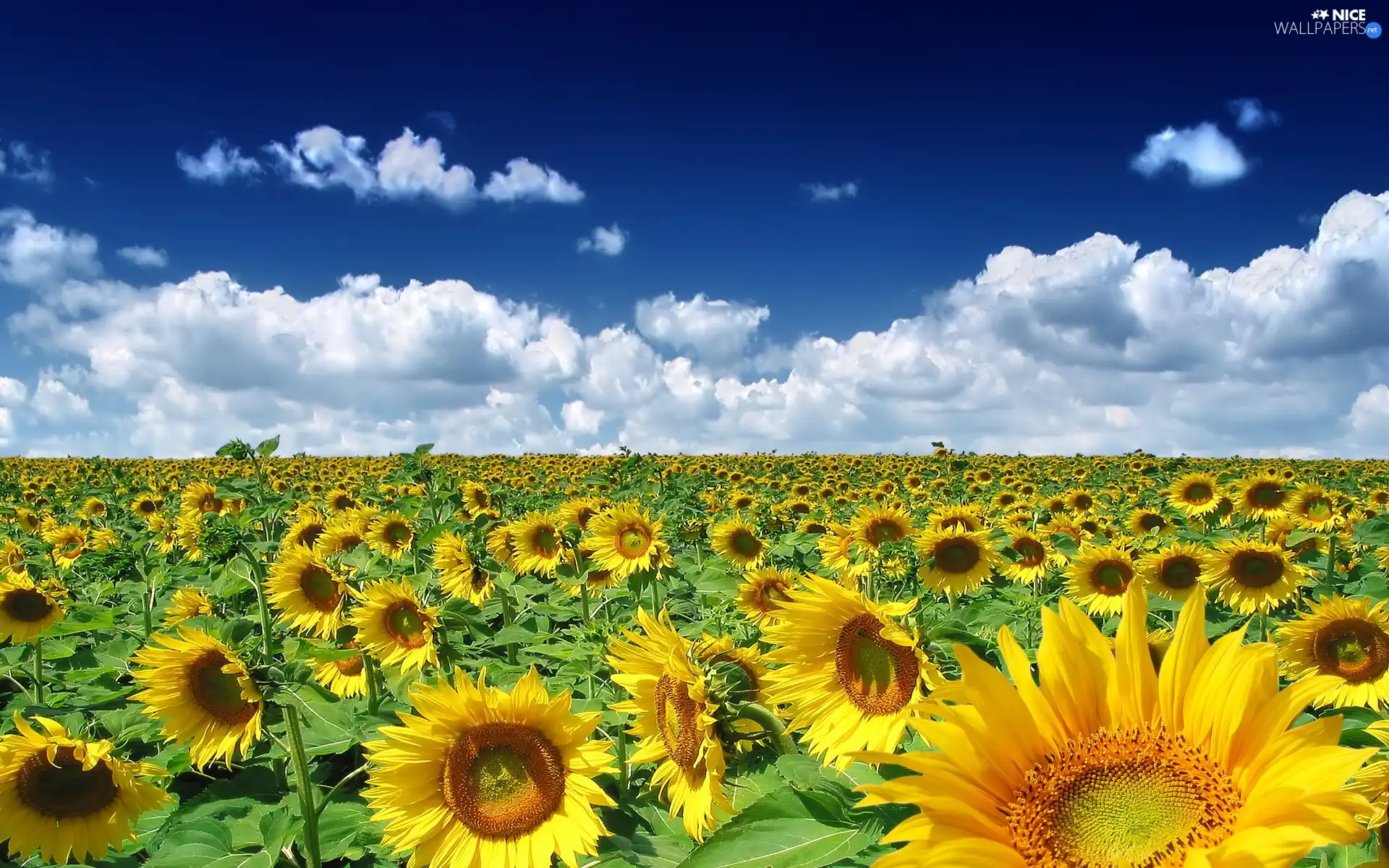 Nice sunflowers, Sky, clouds, Field