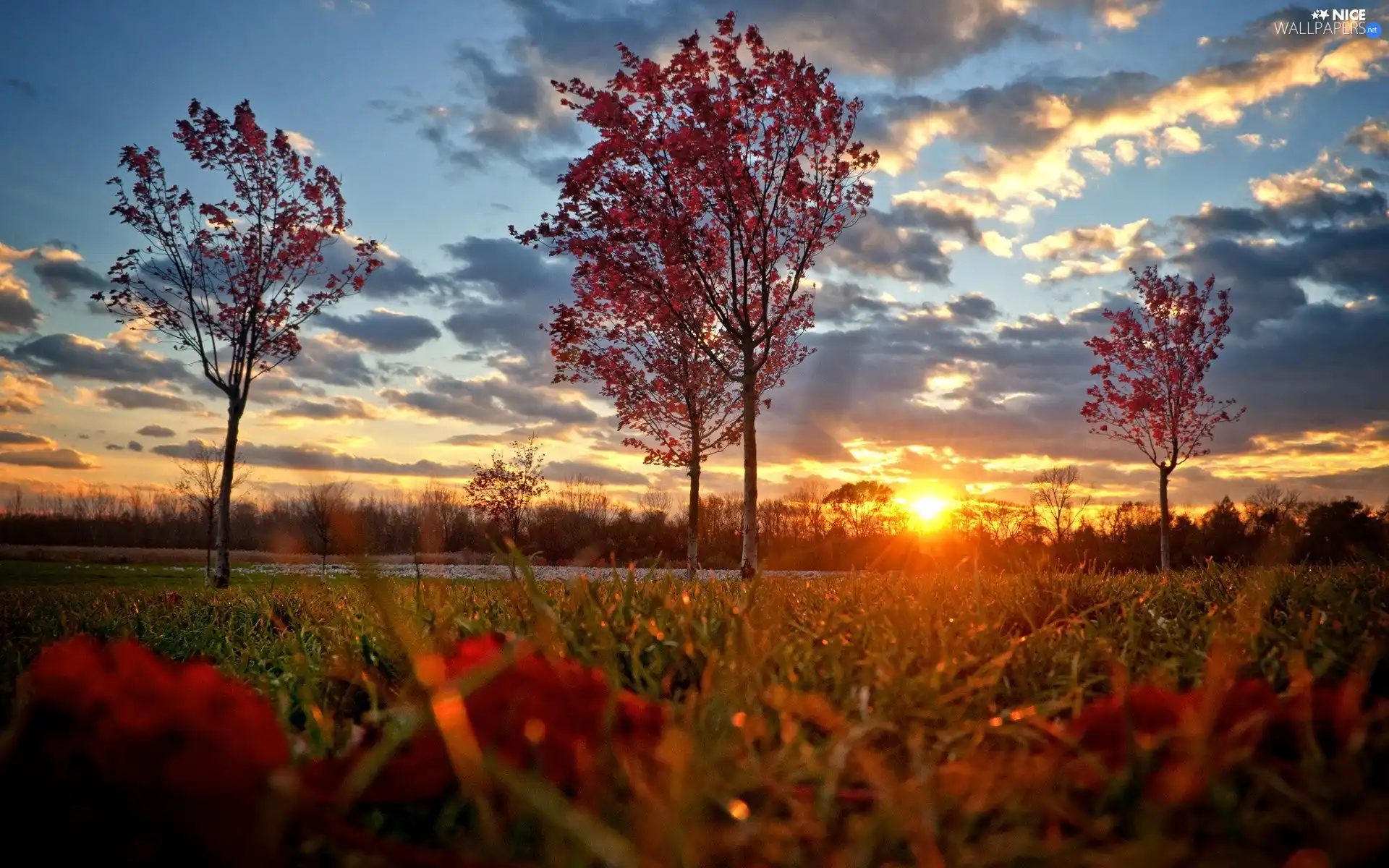 clouds, Great Sunsets, trees, viewes, Meadow