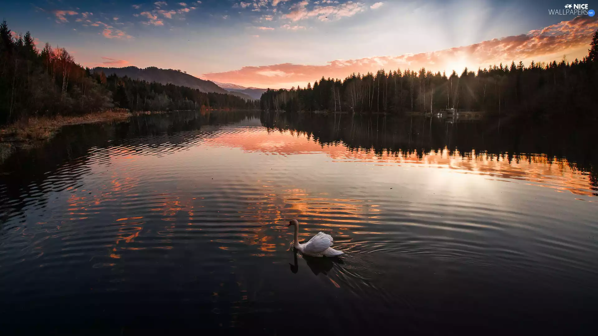 clouds, Swans, trees, viewes, viewes, White, lake, forest, trees, Sky