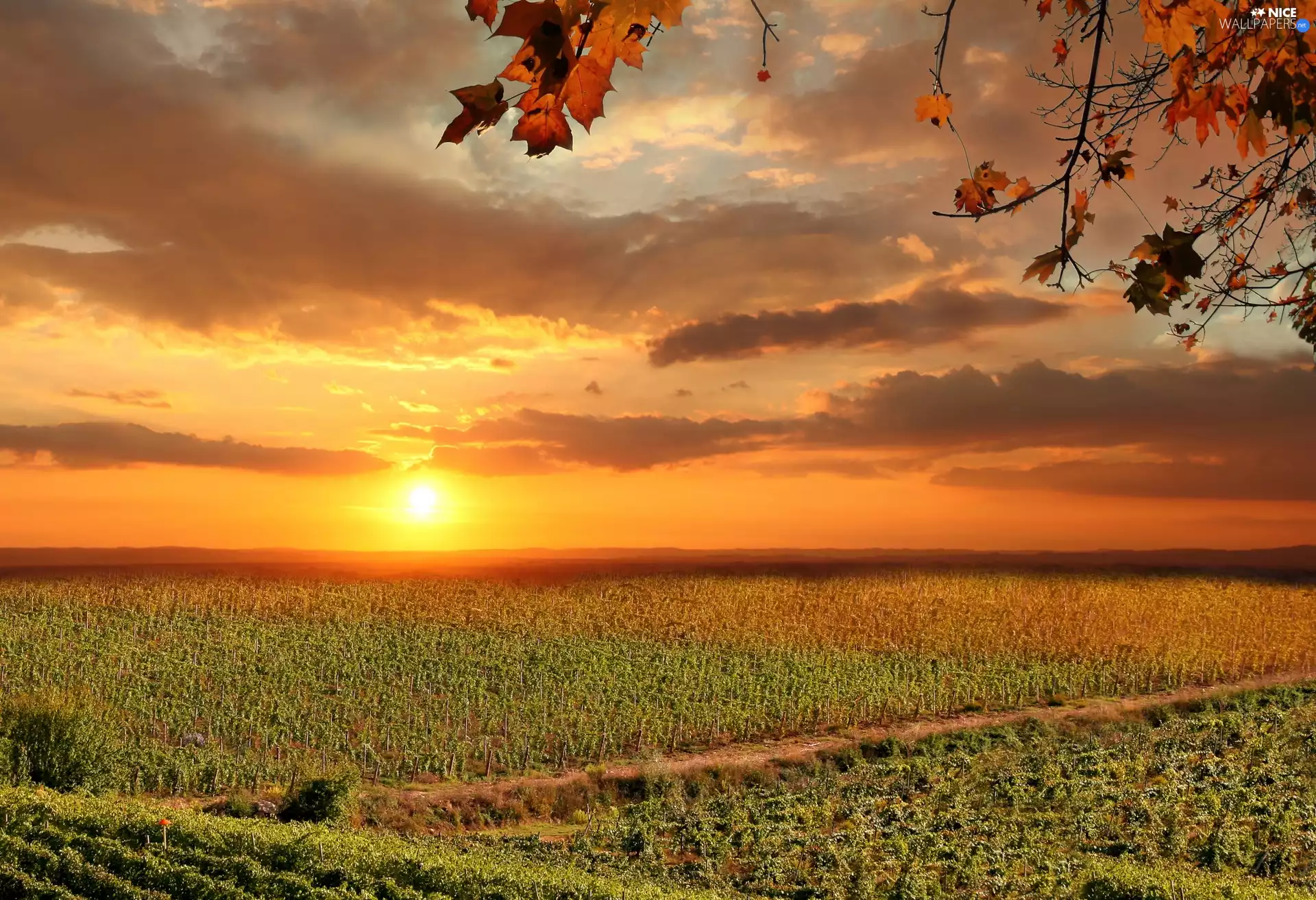 Field, Italy, Sunrise, clouds, vineyards, Tuscany