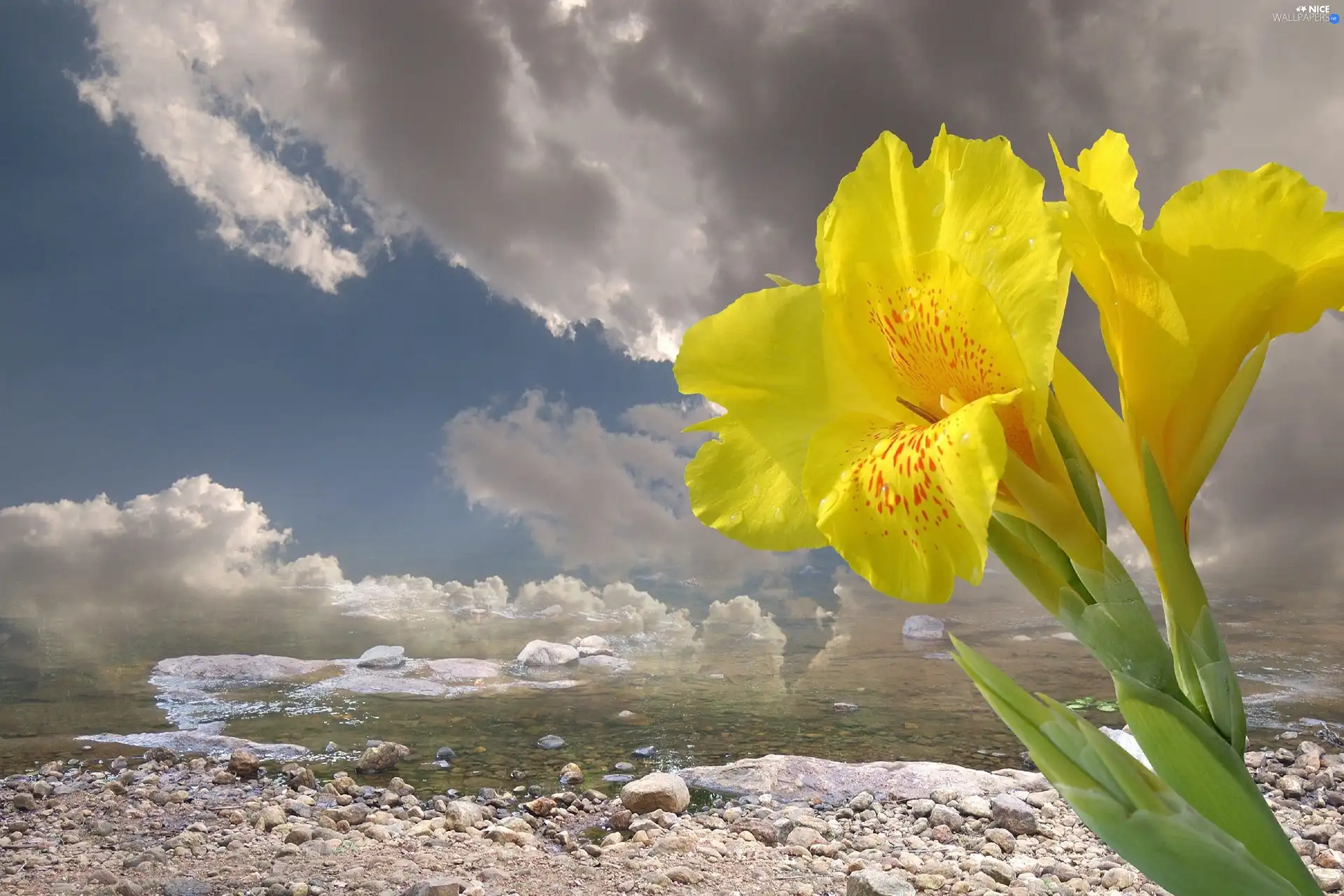 Yellow, sea, clouds, iris