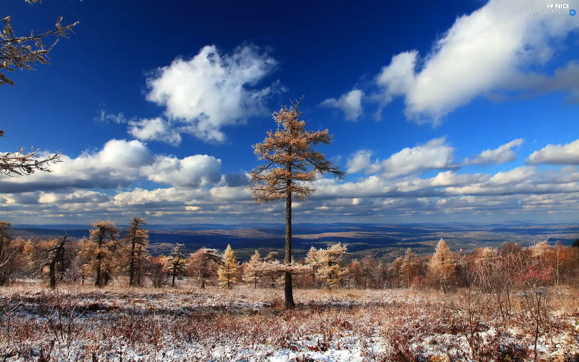 cloudy, Sky, viewes, snow, trees