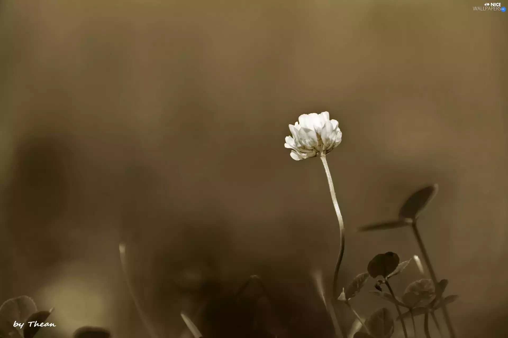 clover, sepia
