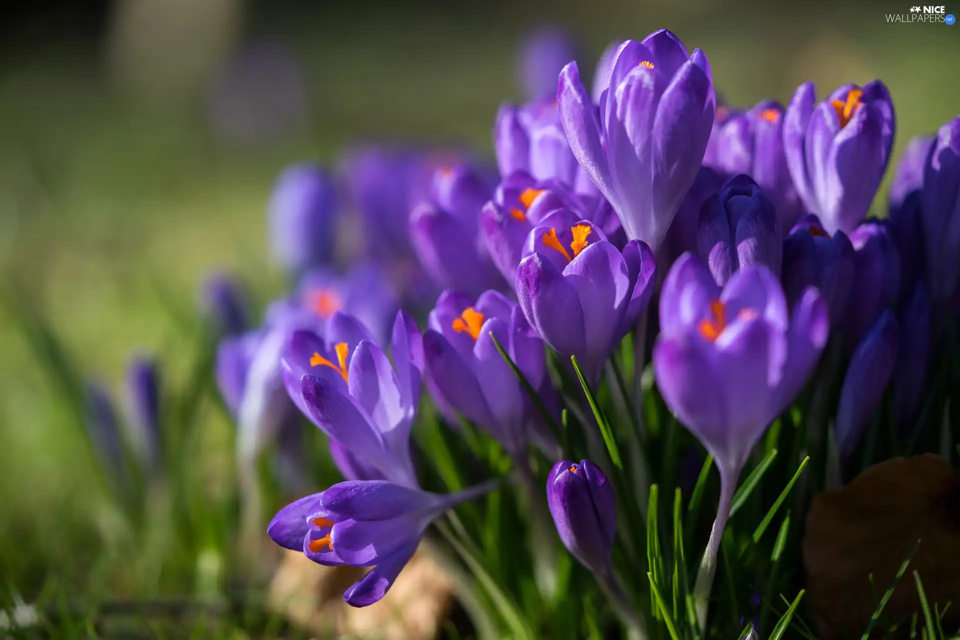 clump, purple, crocuses