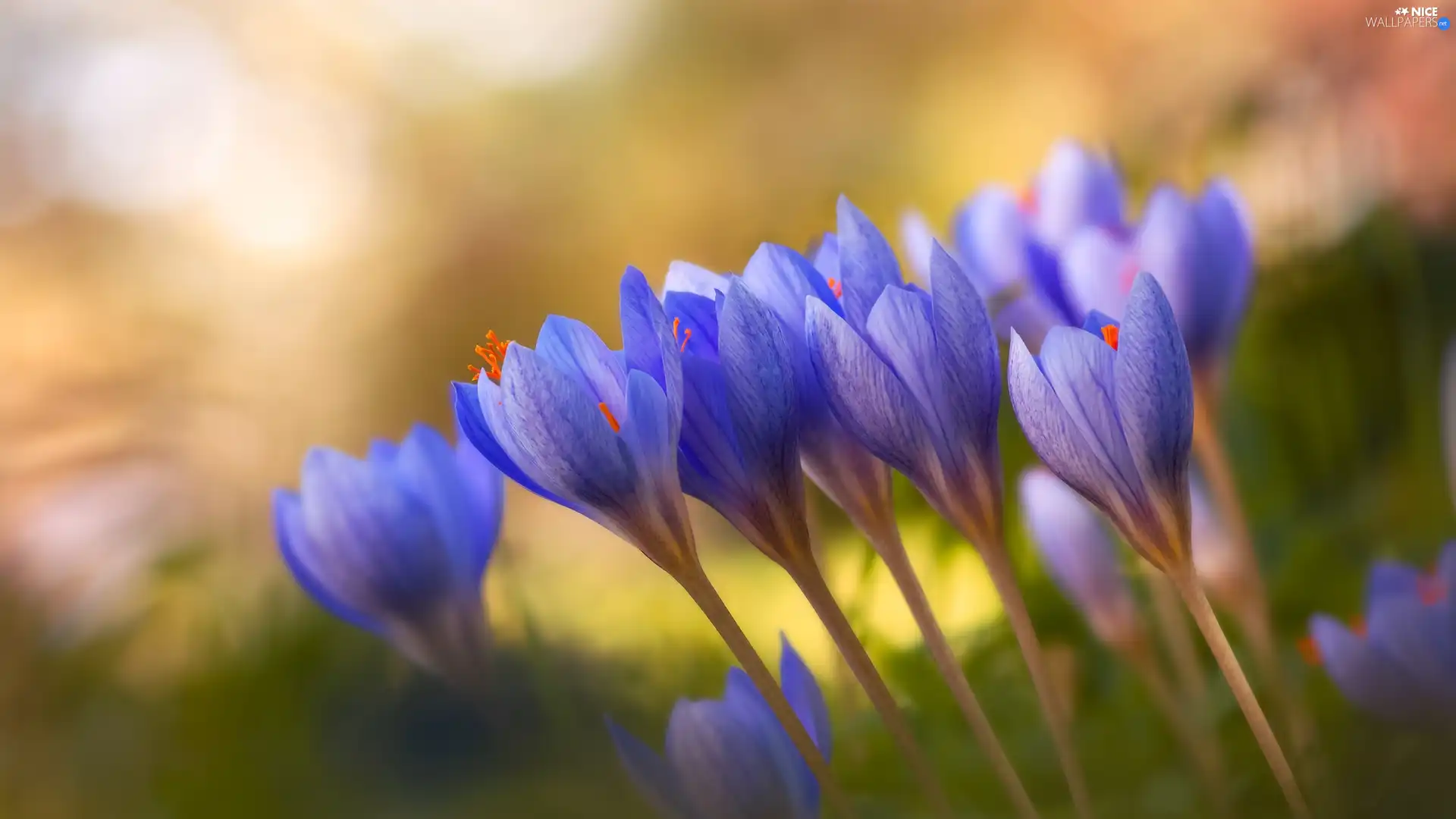 cluster, purple, crocuses