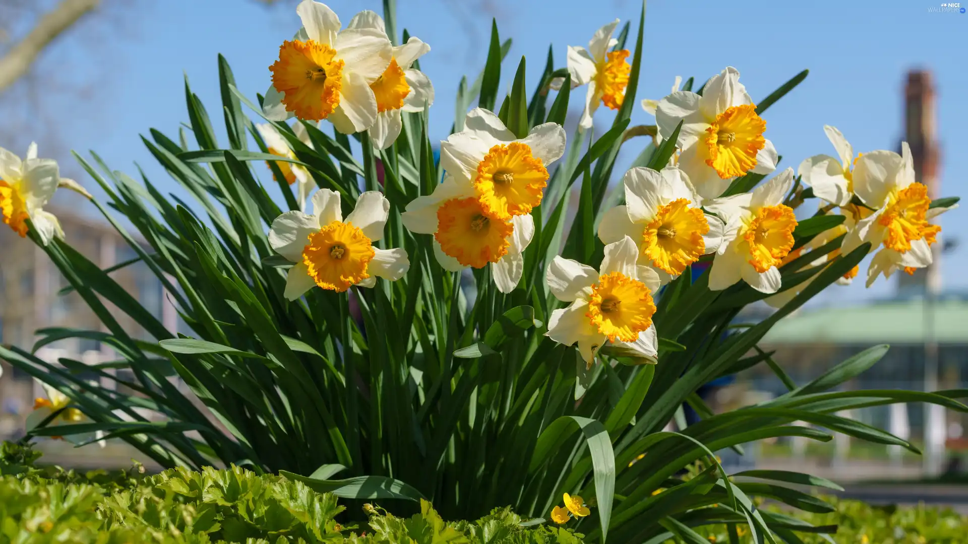 cluster, Flowers, narcissus