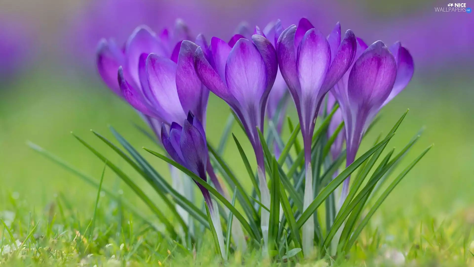 rapprochement, cluster, purple, Flowers, crocuses