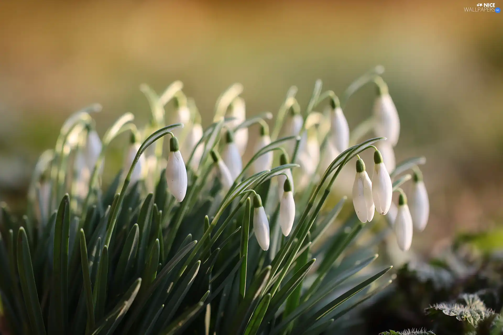 snowdrops, White, Flowers, cluster