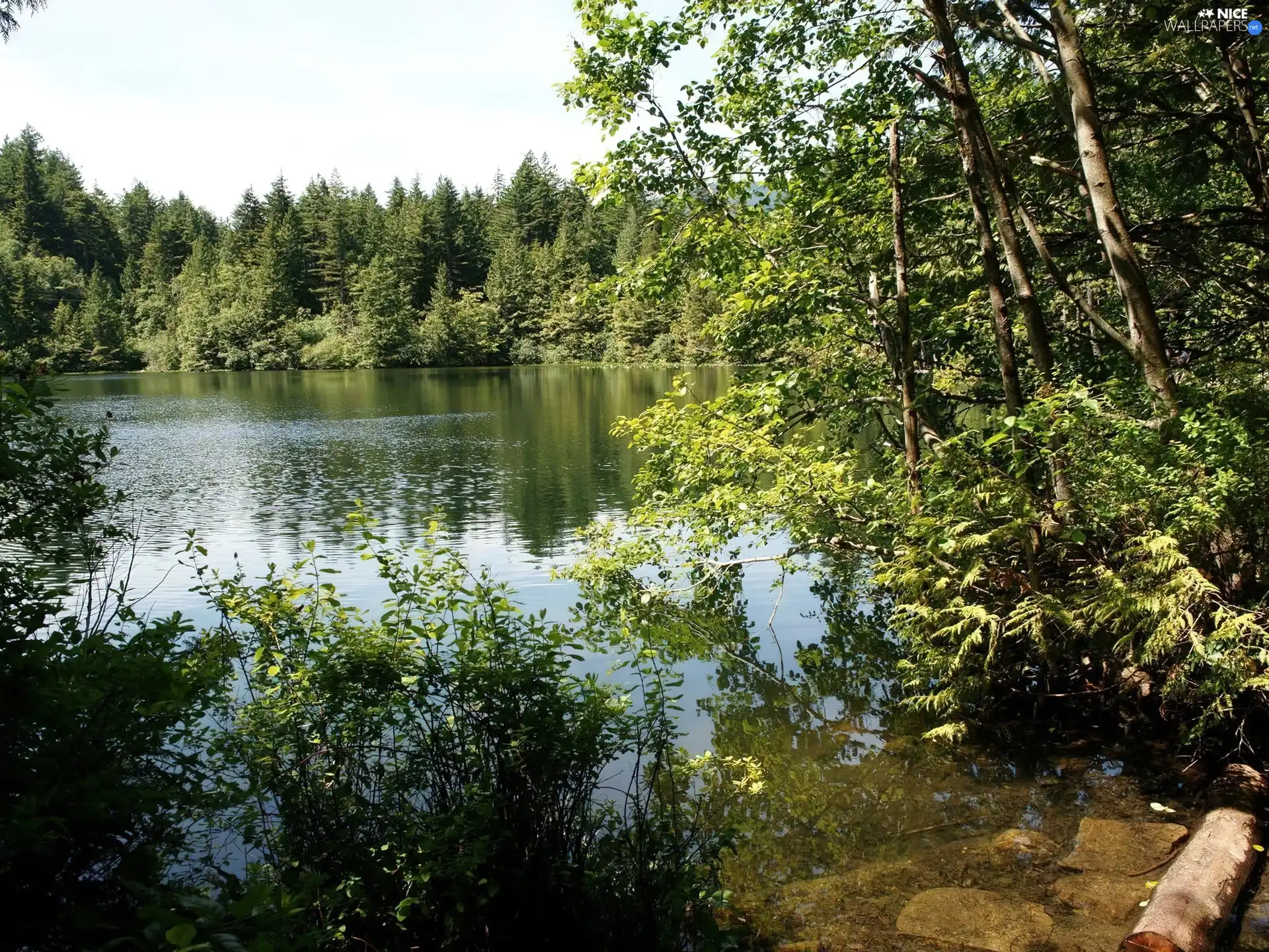 coast, lake, forest