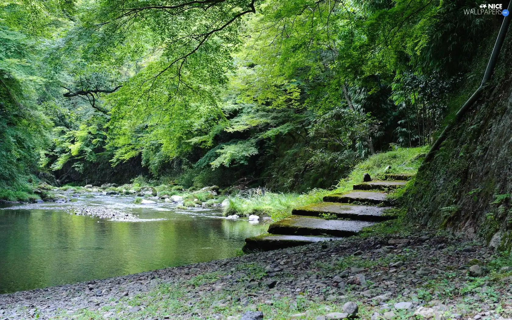 forest, Stairs, coast, Stone