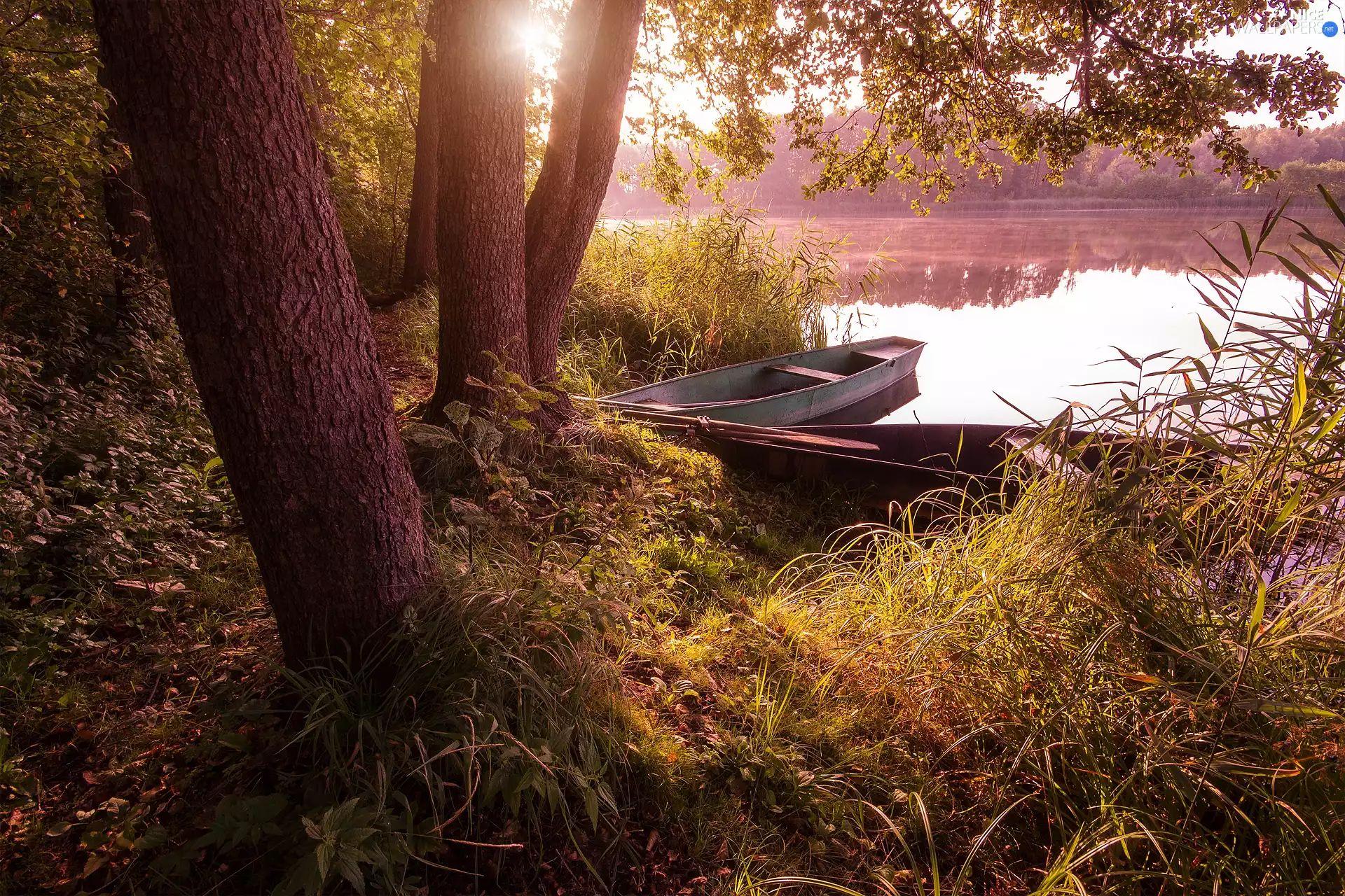 trees, boats, Plants, coast, lake, viewes, grass