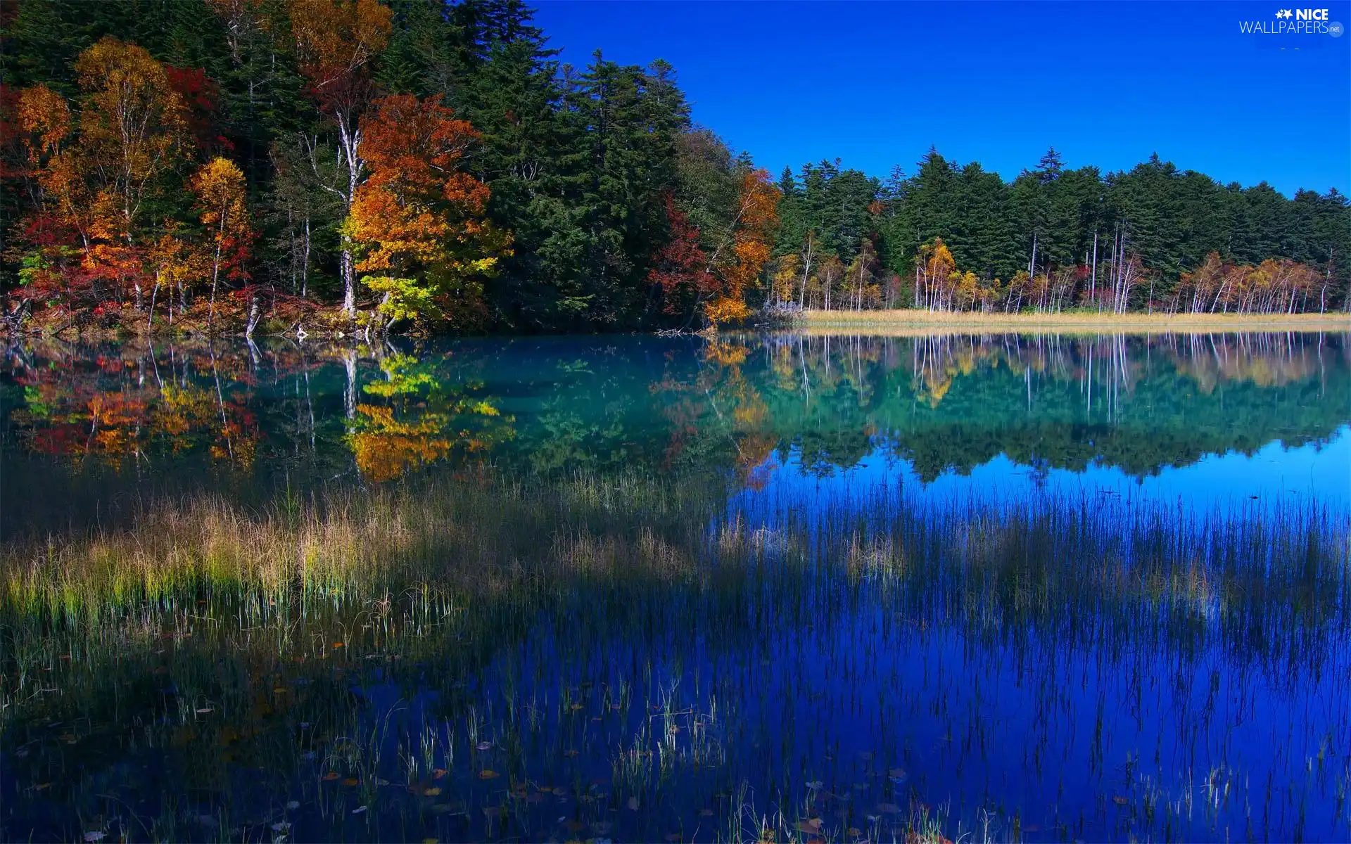 coast, reflection, mountain, woody, lake