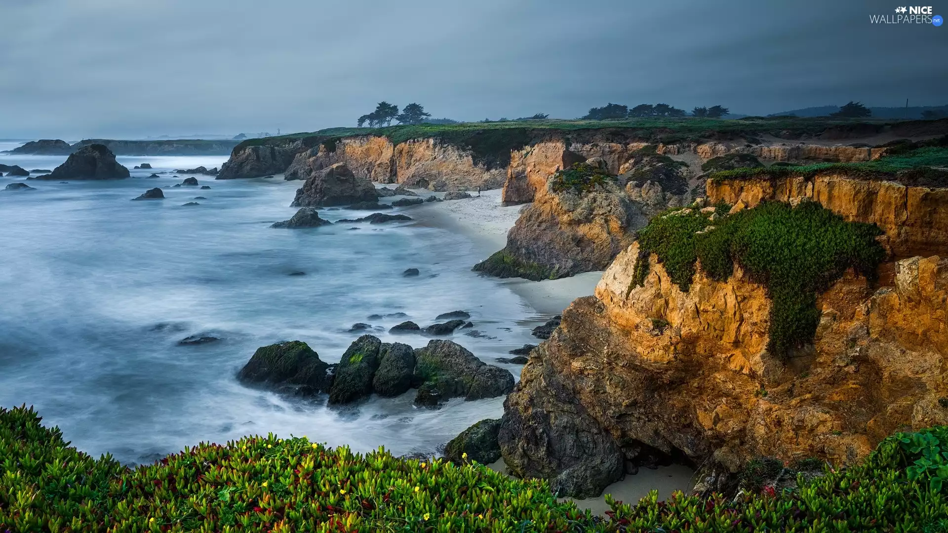 Plants, Coast, rocks, Cliffs, sea