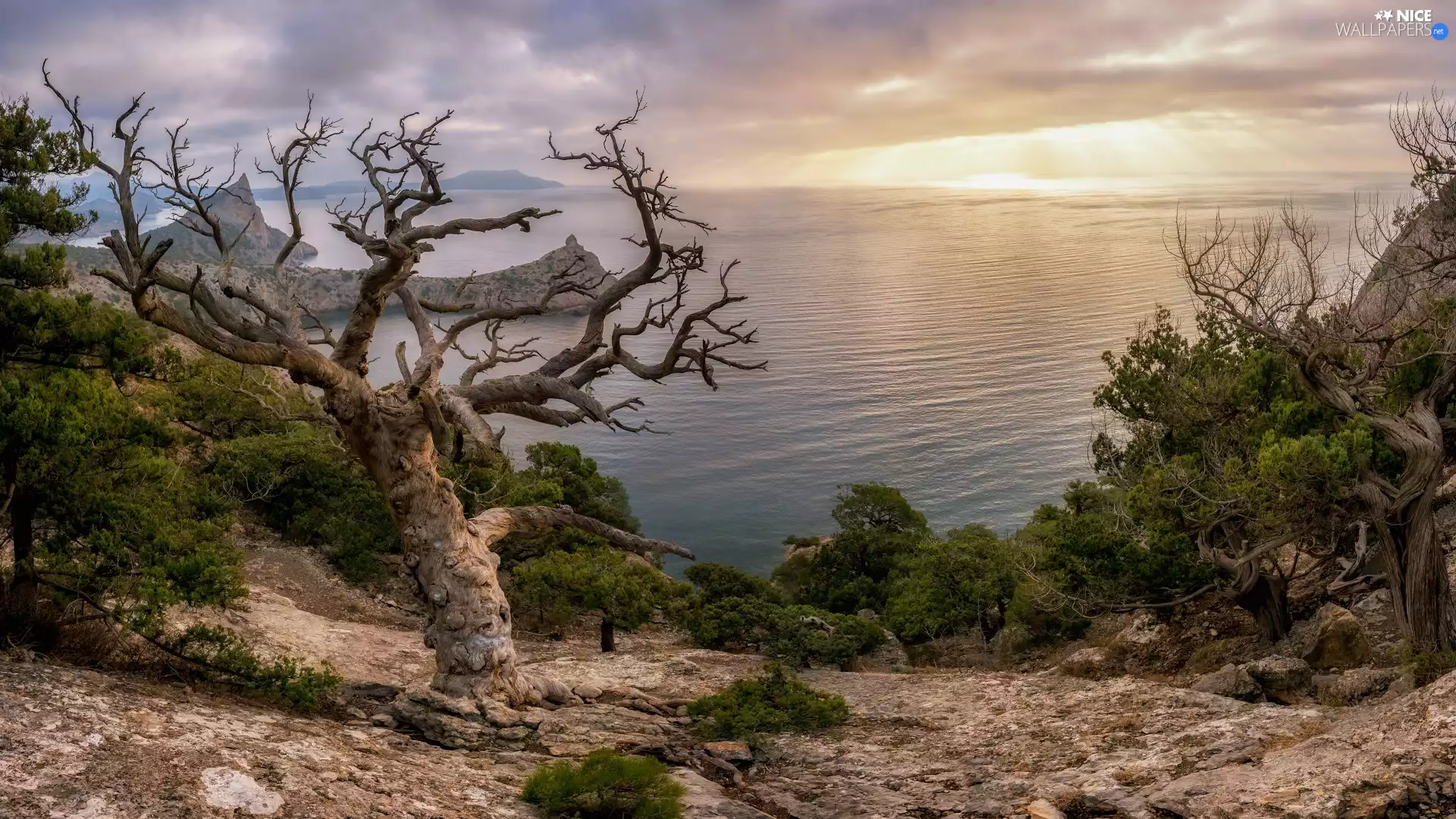trees, sea, Sunrise, Coast, viewes, rocks