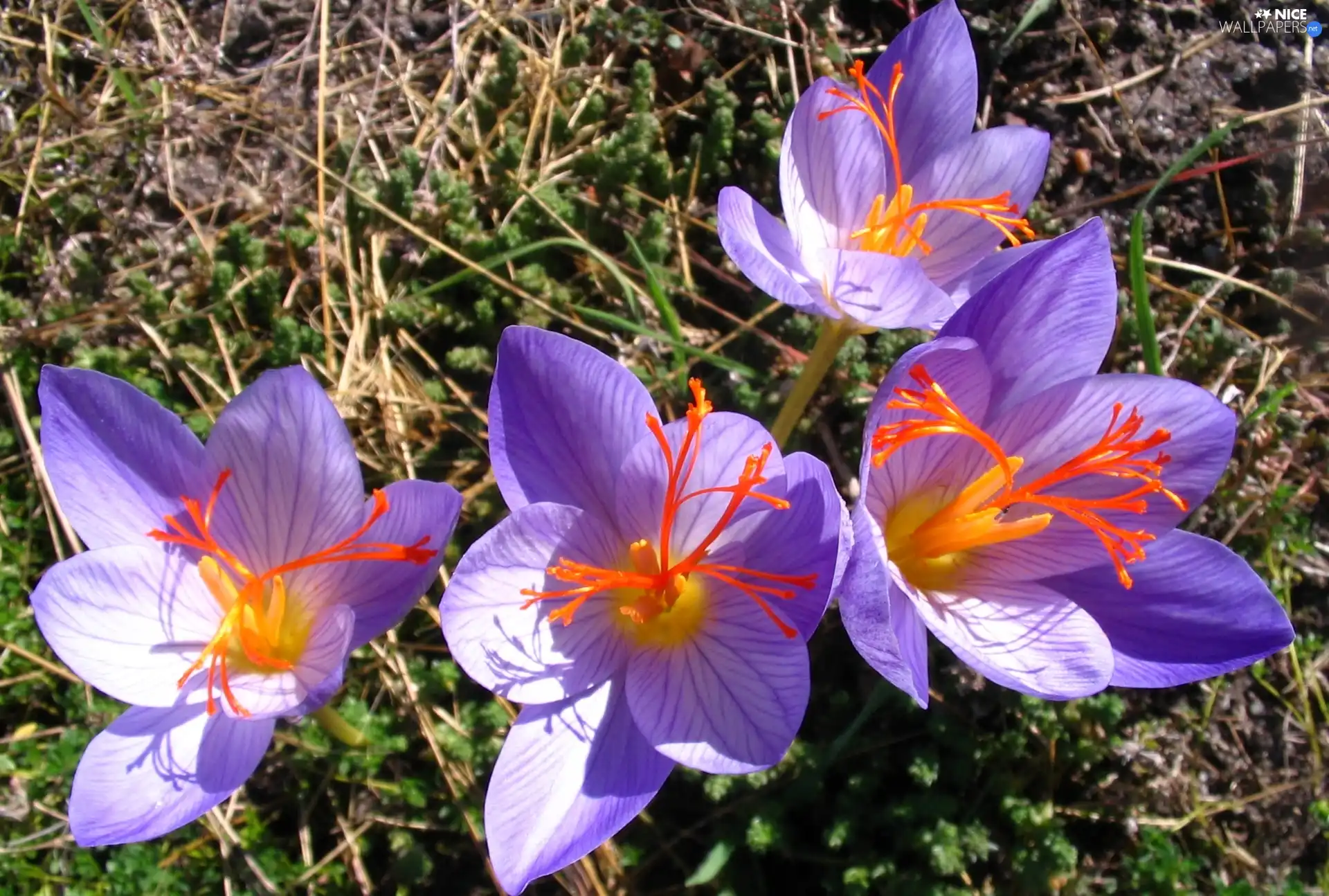 Flowers, colchicums