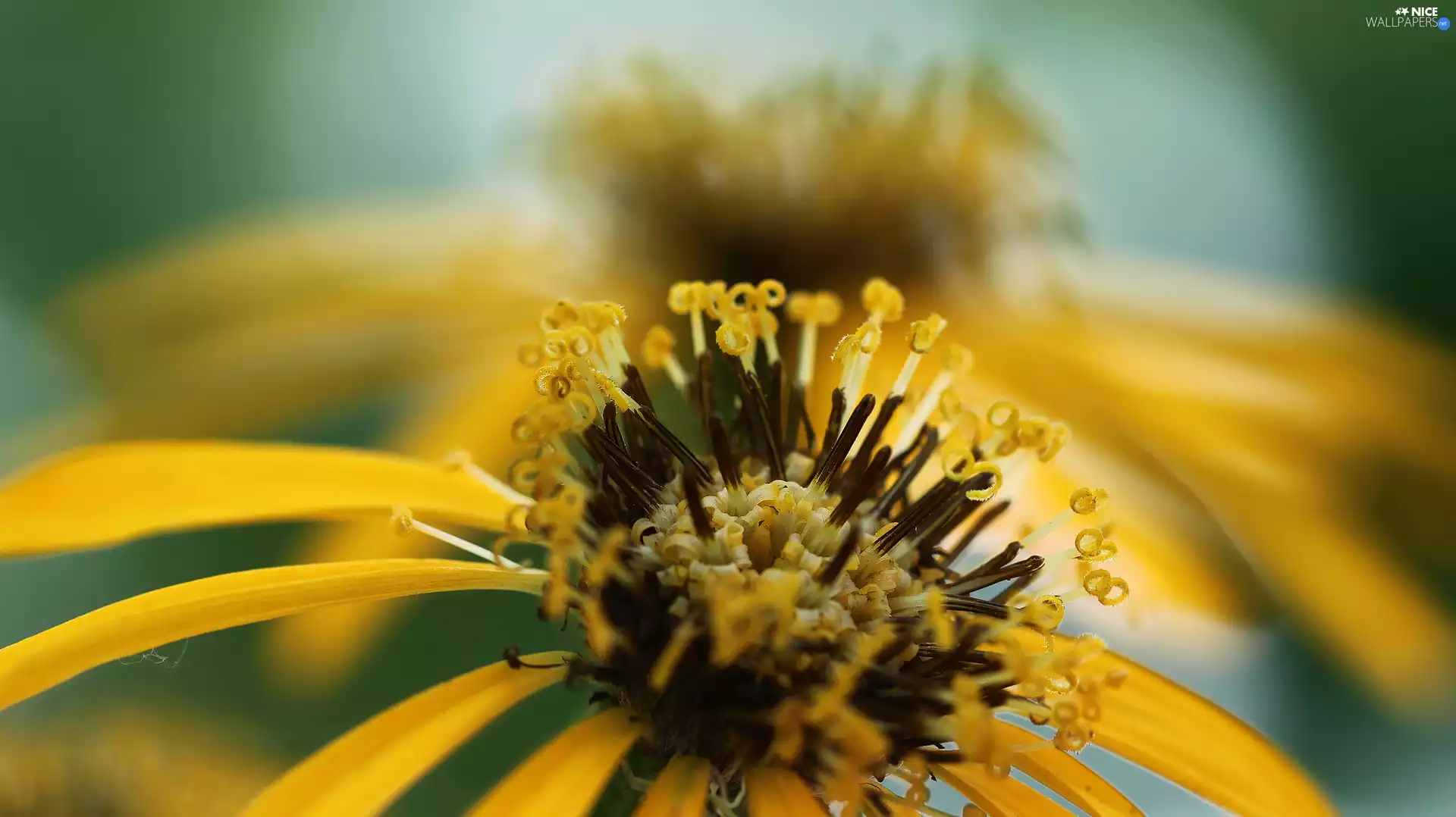 Yellow, Collapsed, rods, Colourfull Flowers