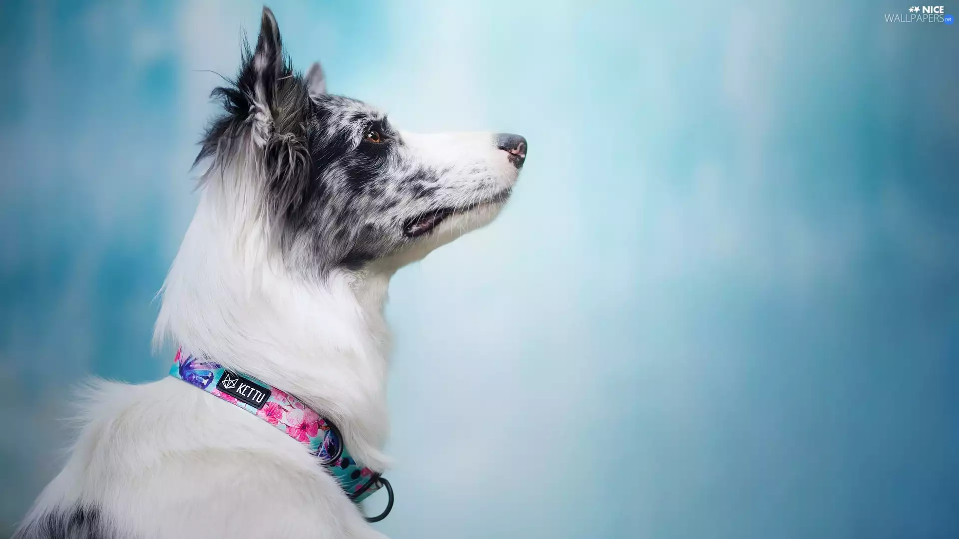muzzle, dog, blue, background, dog-collar, Border Collie