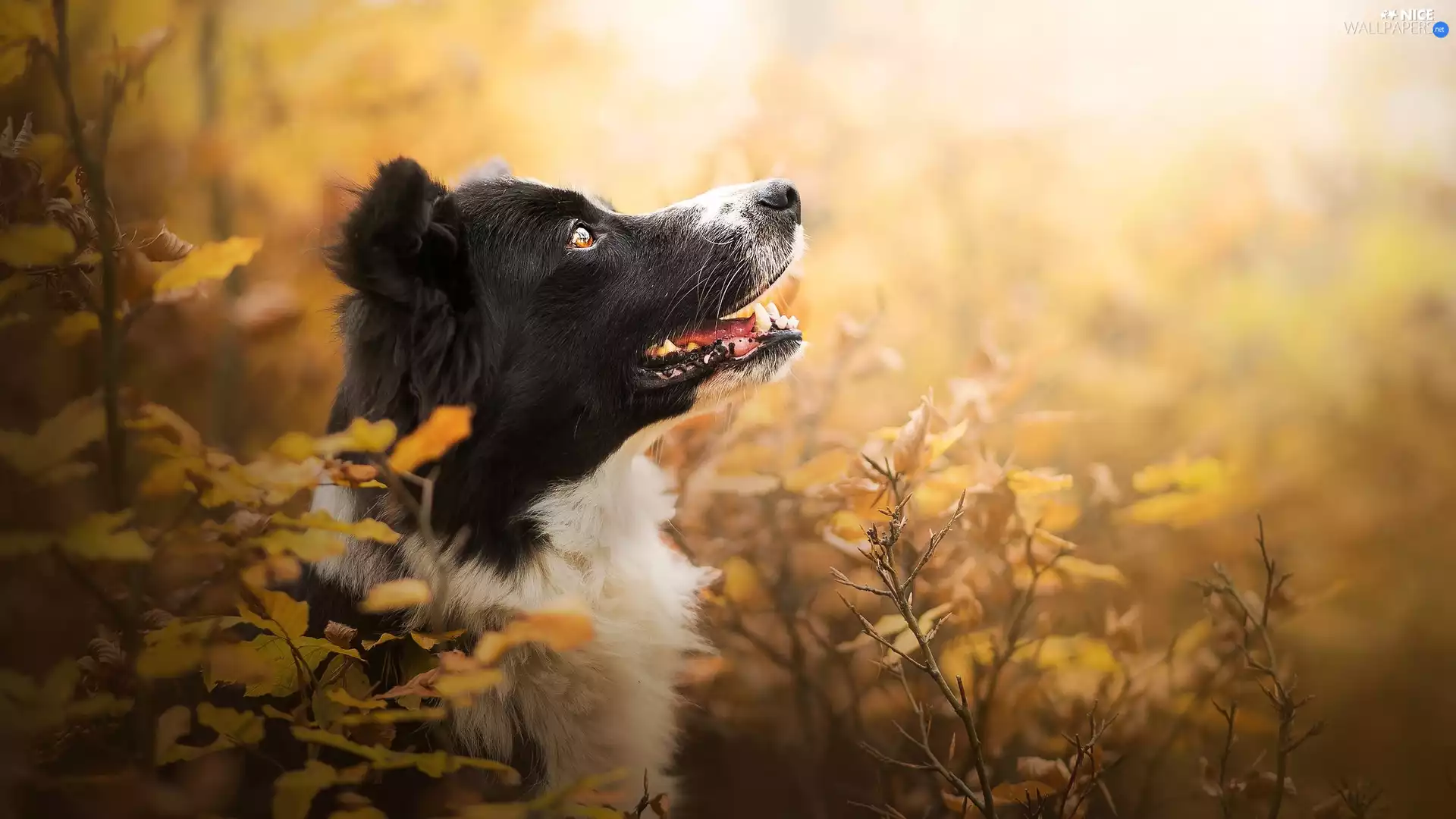Bush, Leaf, Border Collie, muzzle, dog