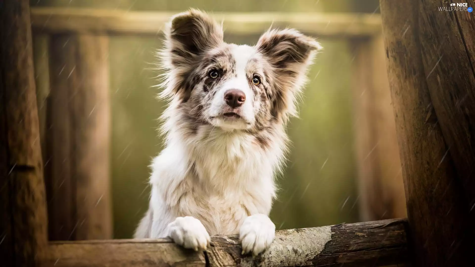 Fance, Rain, Border Collie, muzzle, dog