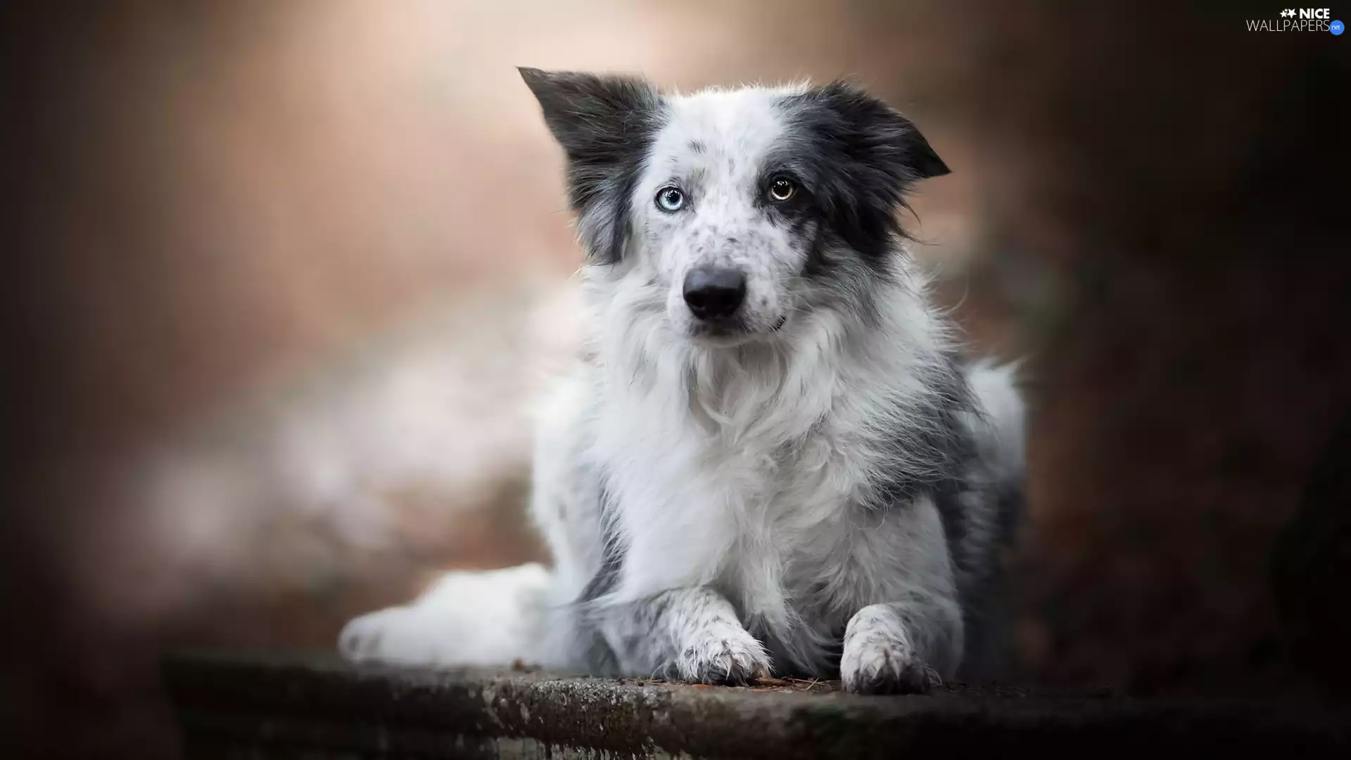 fuzzy, background, Border Collie, ledge, dog