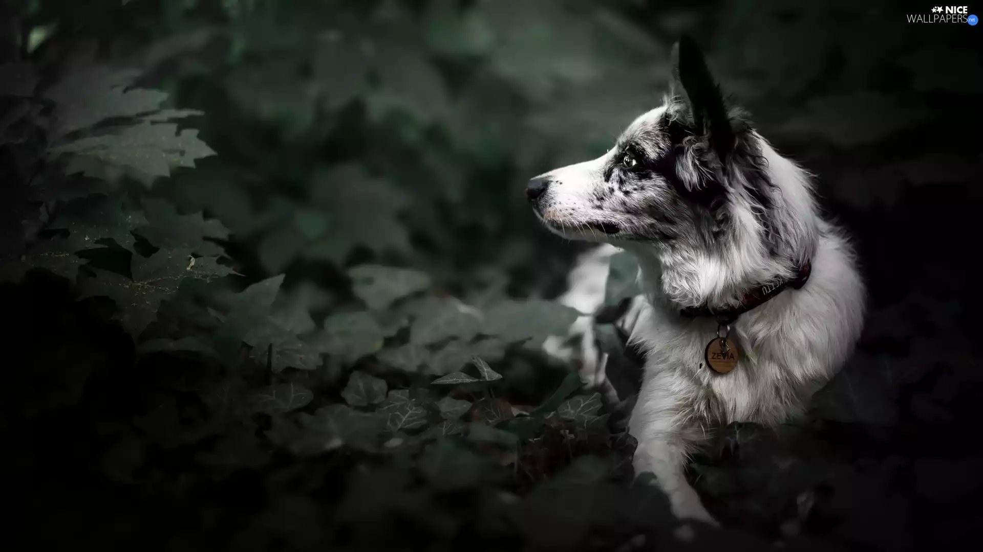 Leaf, ivy, Border Collie, muzzle, dog
